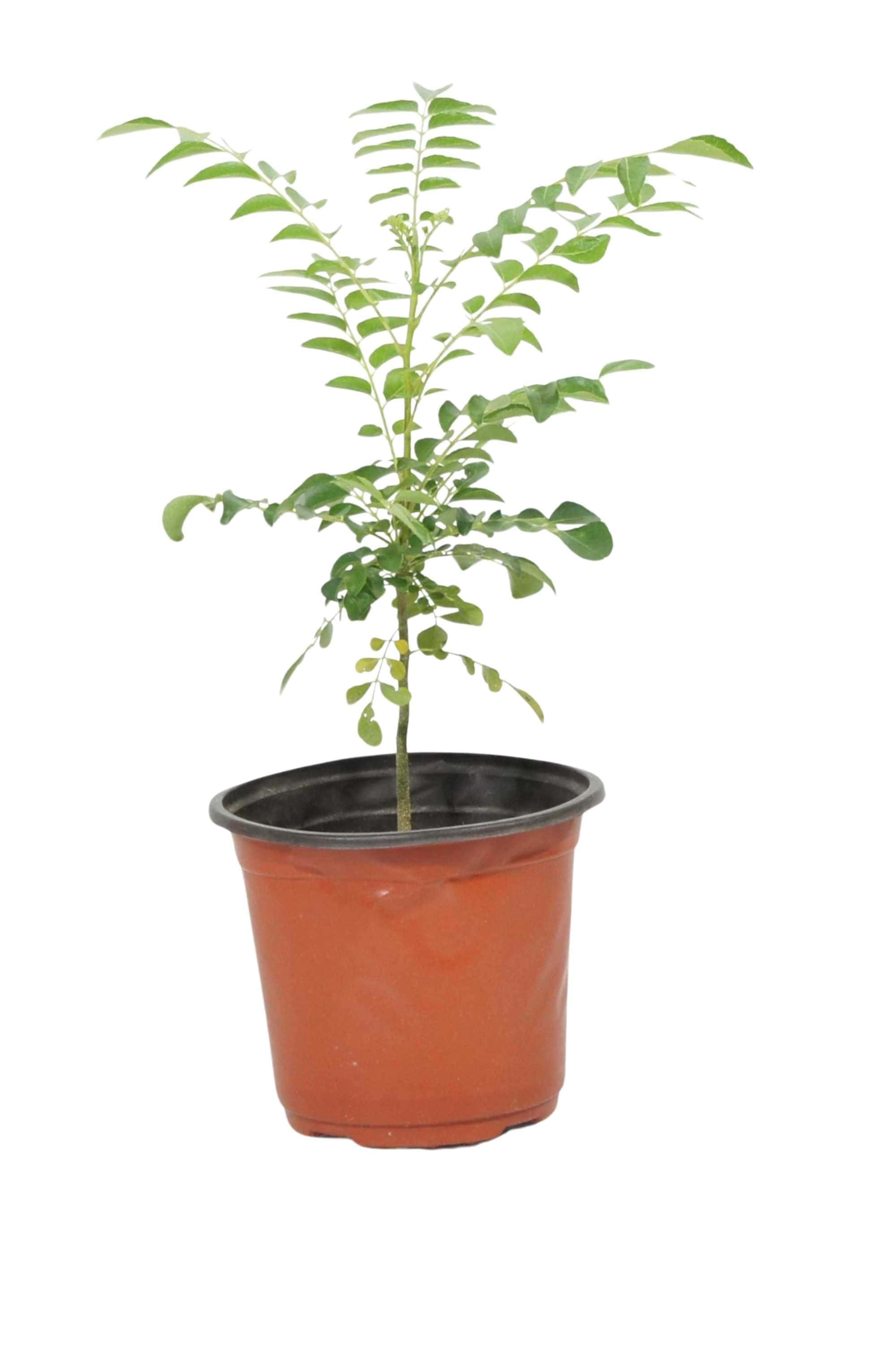 Outdoor Plant 50-60 cm Murraya koenigii Murraya koenigii