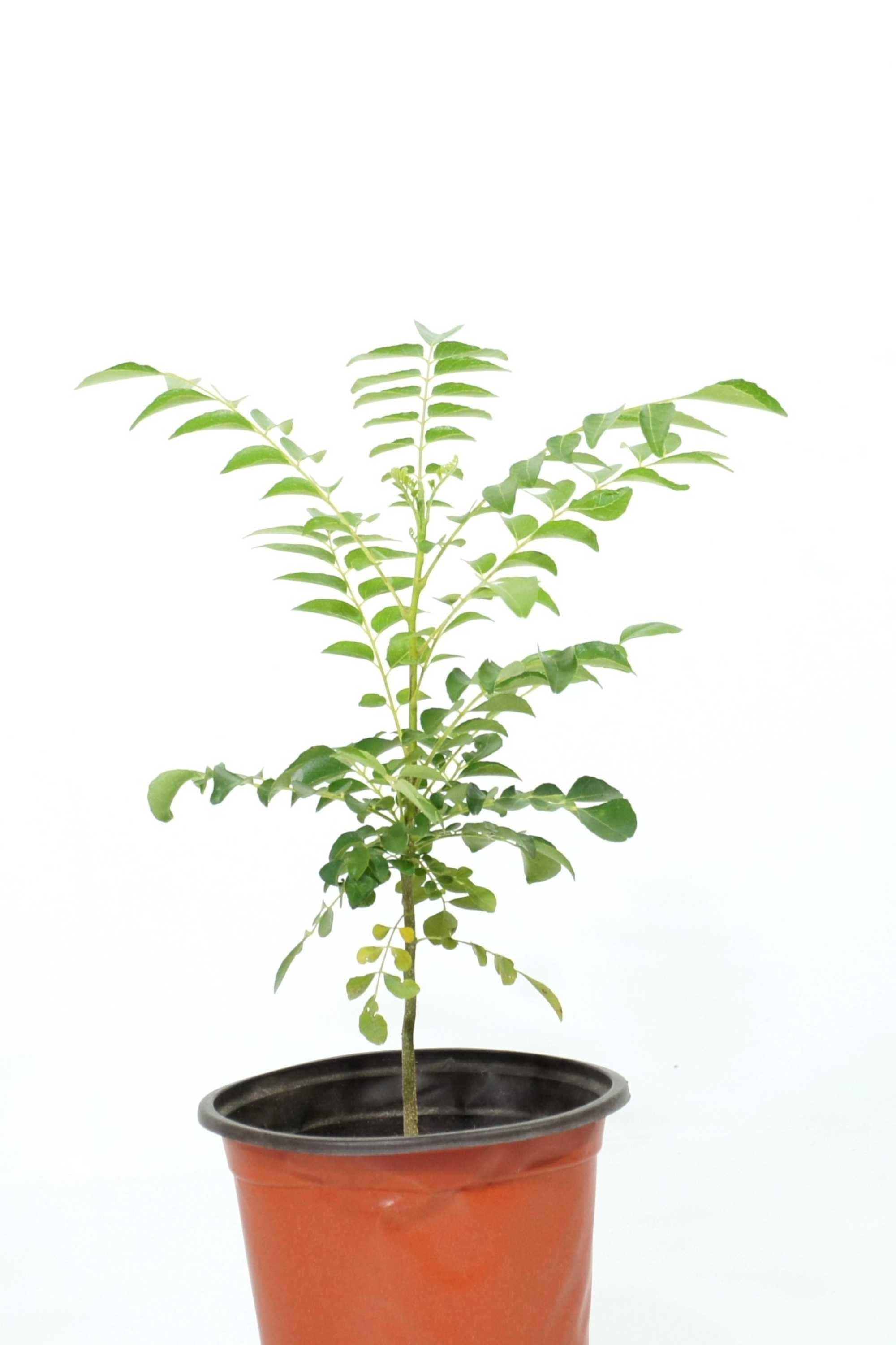 Outdoor Plant 50-60 cm Murraya koenigii Murraya koenigii