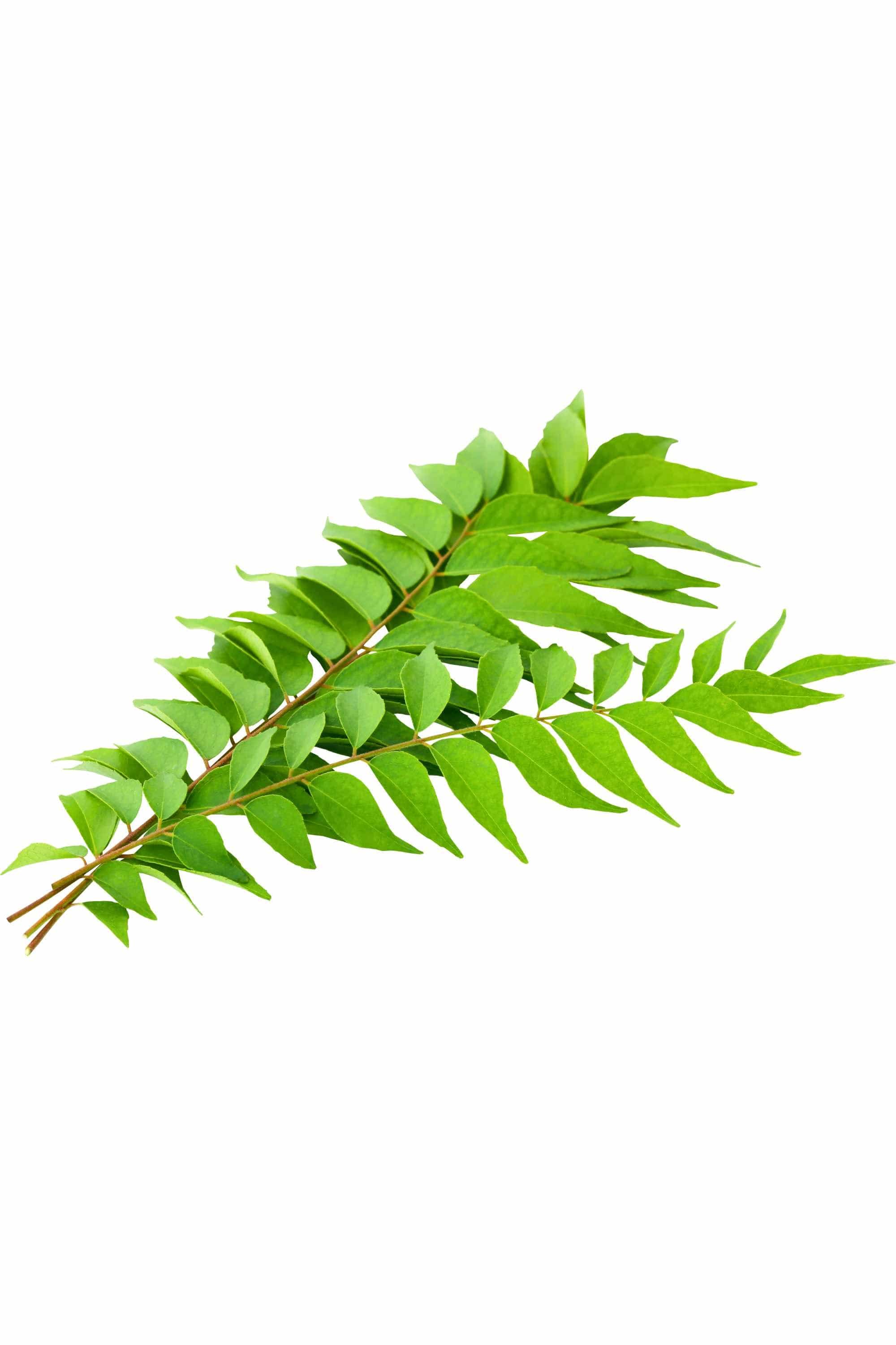 Outdoor Plant 50-60 cm Murraya koenigii Murraya koenigii