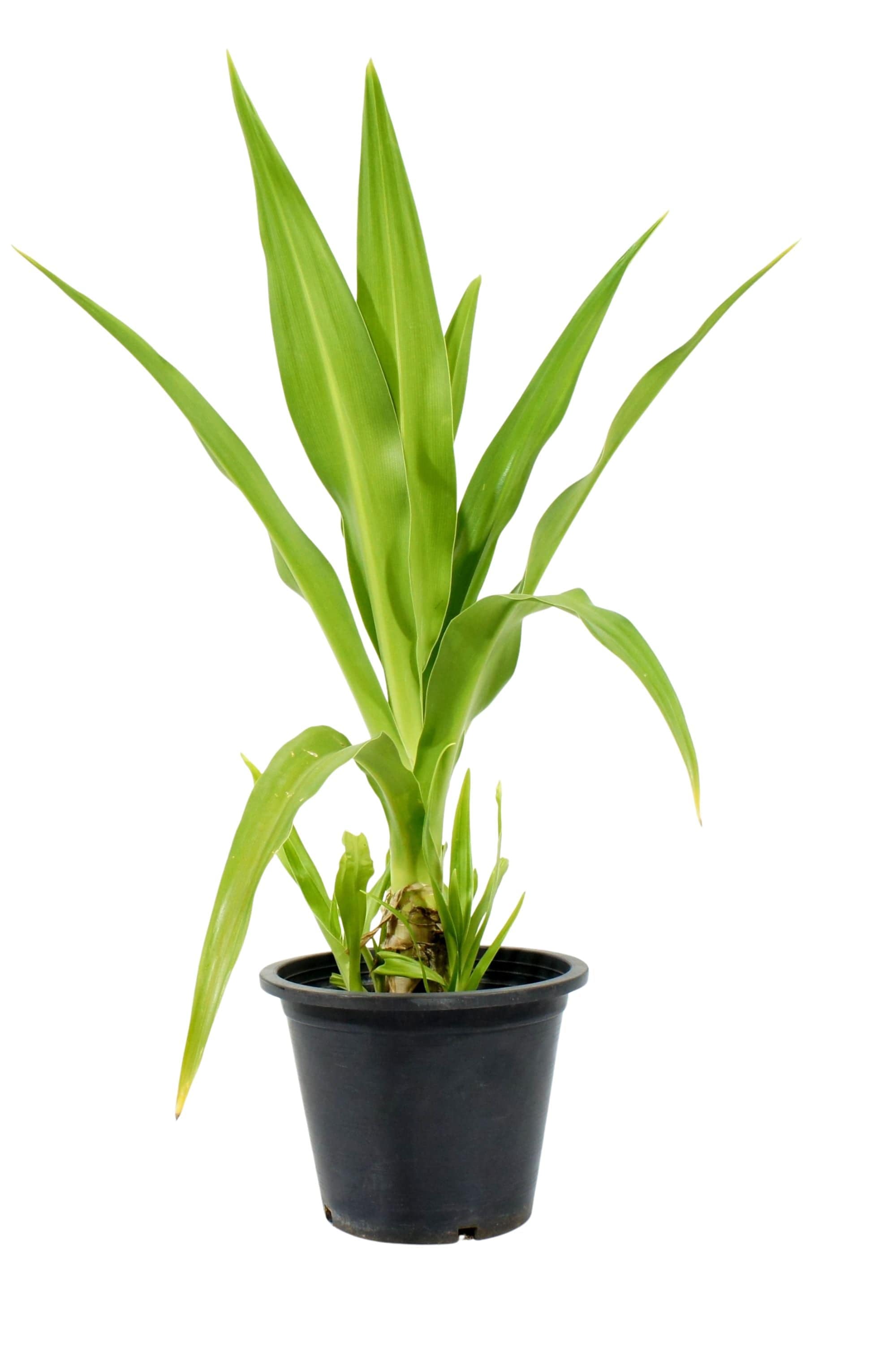 Outdoor Plant 60-90 cms Crinum Asiaticum