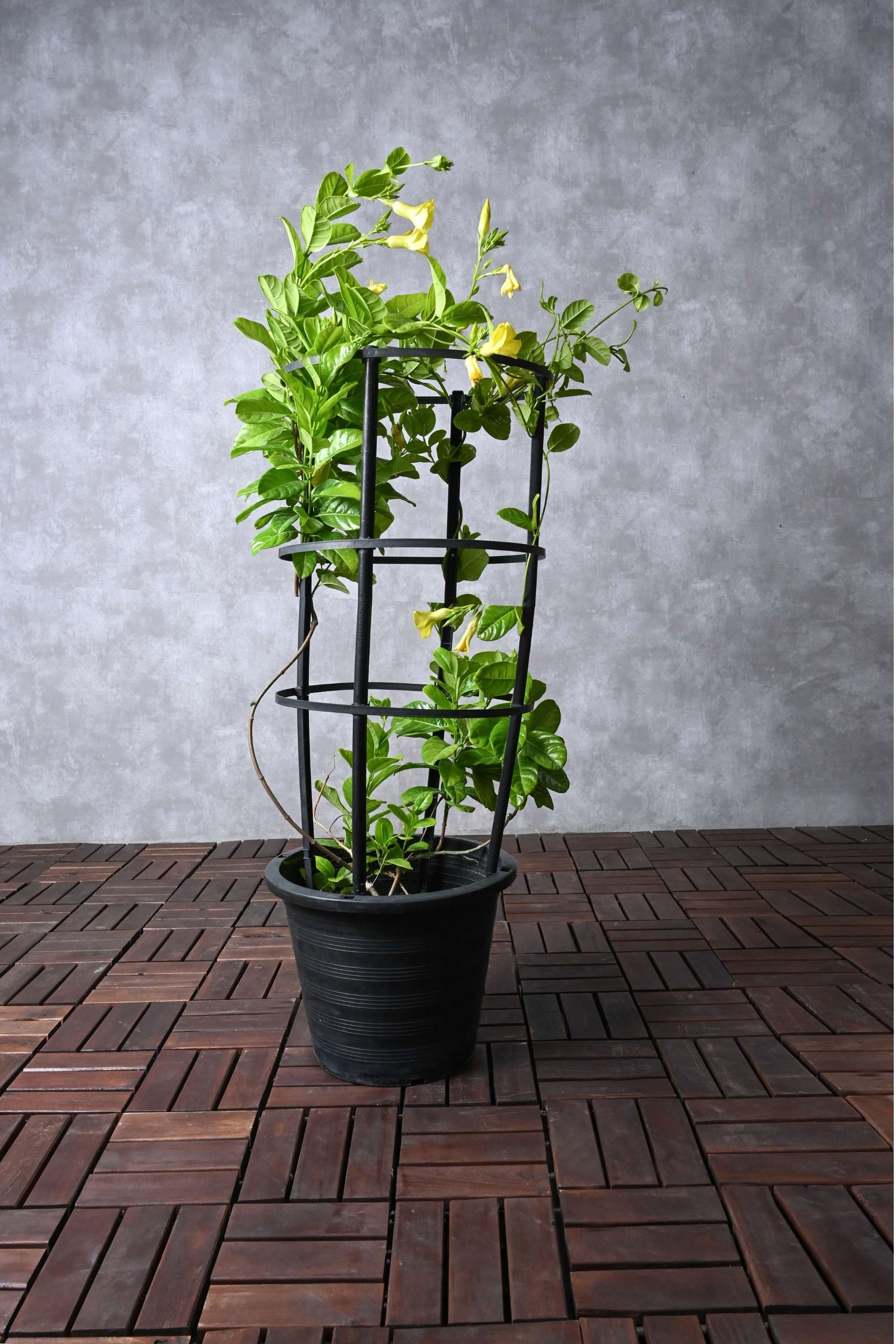 Outdoor Plant 80 - 100 cms in 10L Pot Allamanda Cathartica