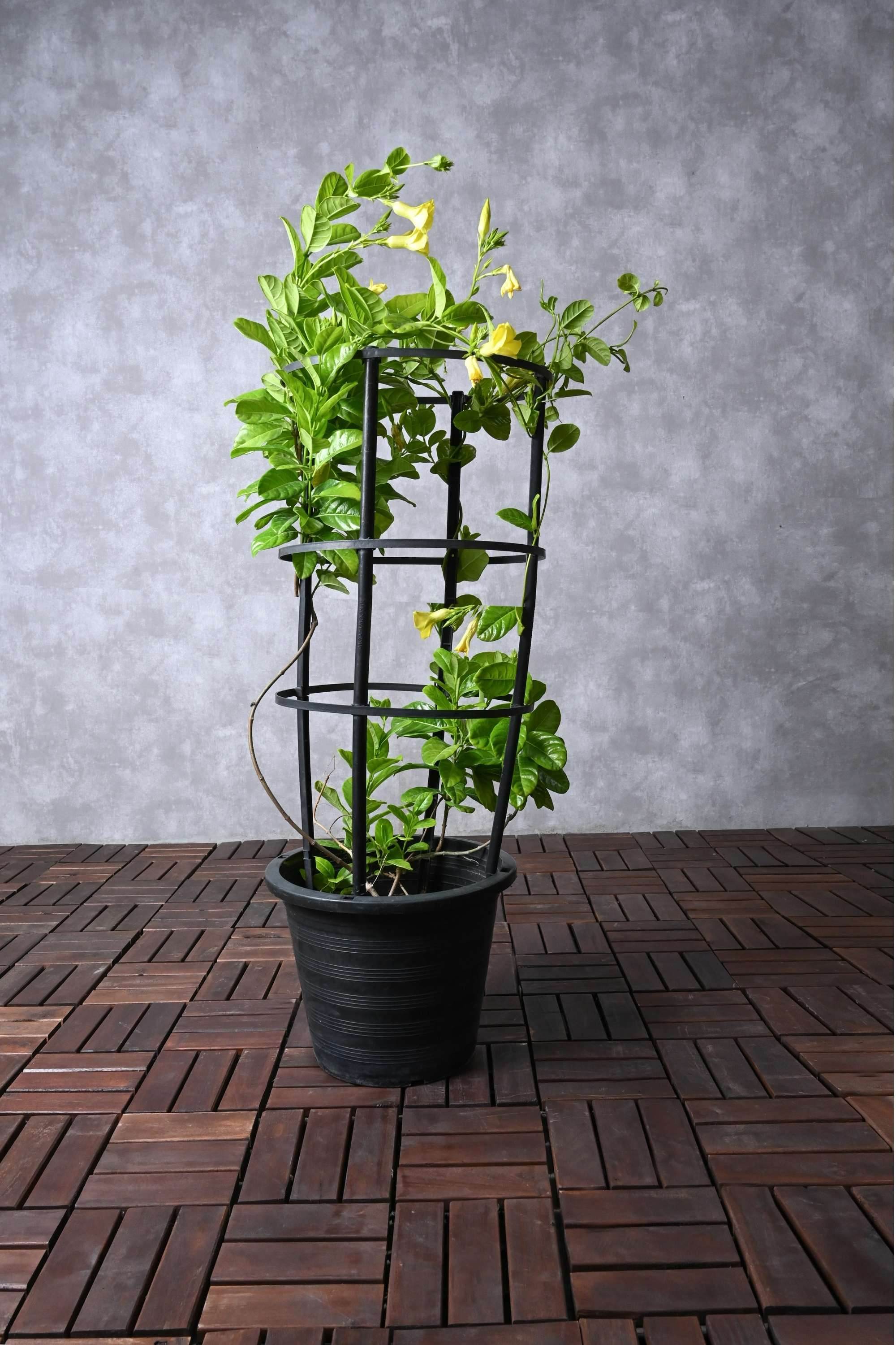 Outdoor Plant 80 - 100 cms in 10L Pot Allamanda Cathartica Allamanda Cathartica