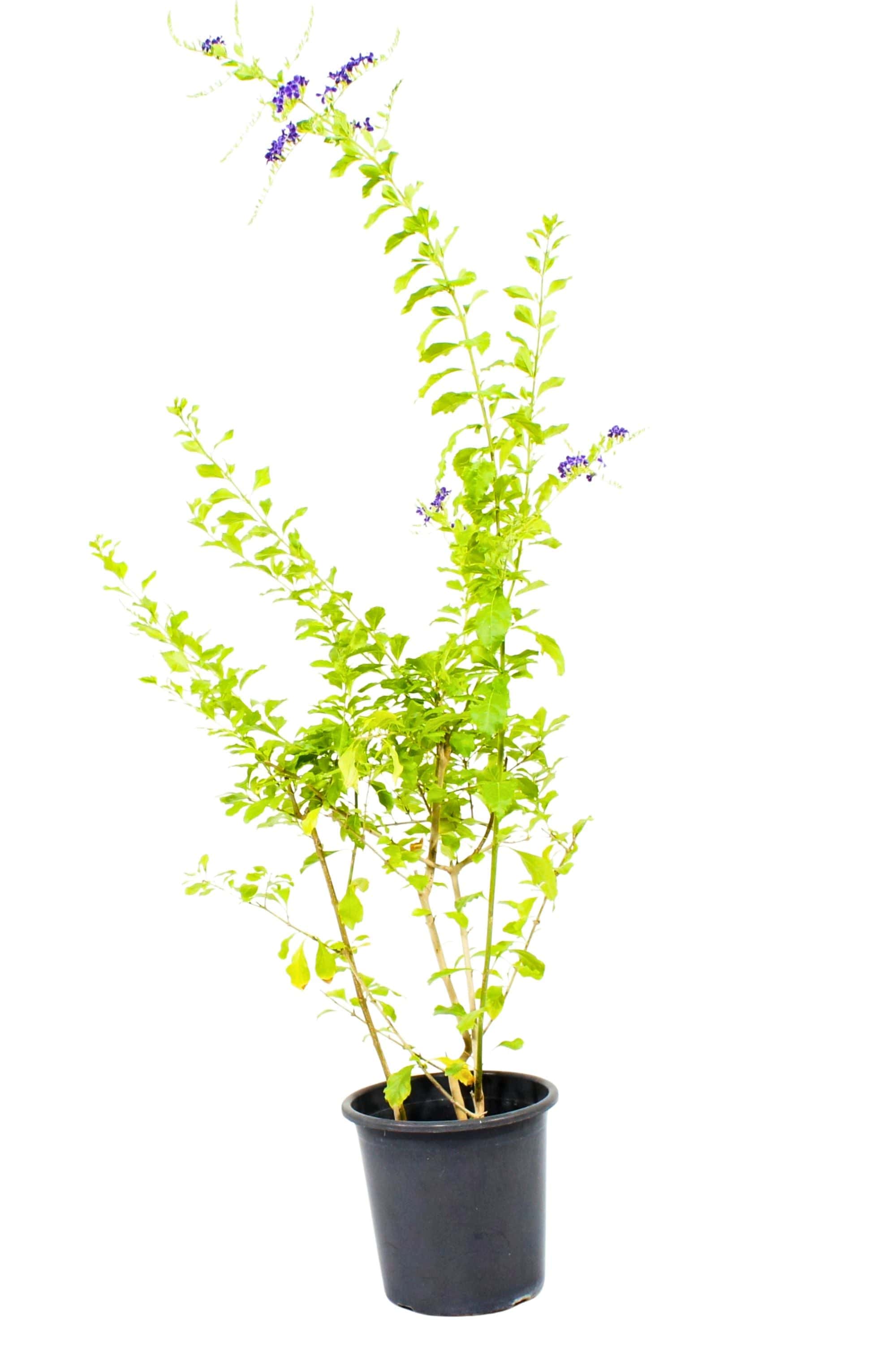 Outdoor Plant 80 cm - 1 mtr Duranta erecta Duranta erecta