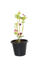 Outdoor Plant Adenium obesum Adenium obesum