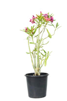 Adenium obesum - adplants