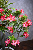 Outdoor Plant Adenium obesum Adenium obesum