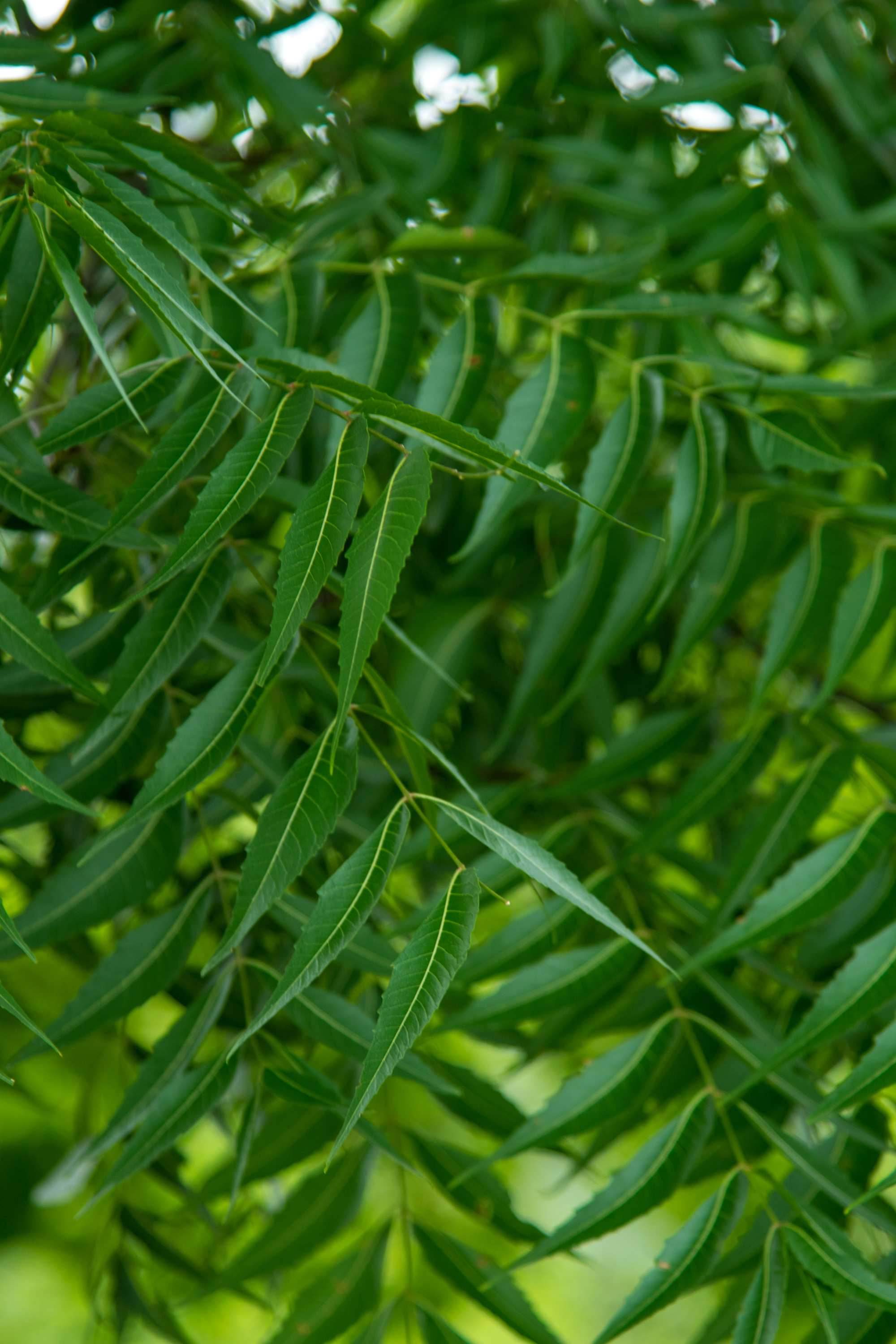 Outdoor Plant Azadirachta indica Azadirachta indica