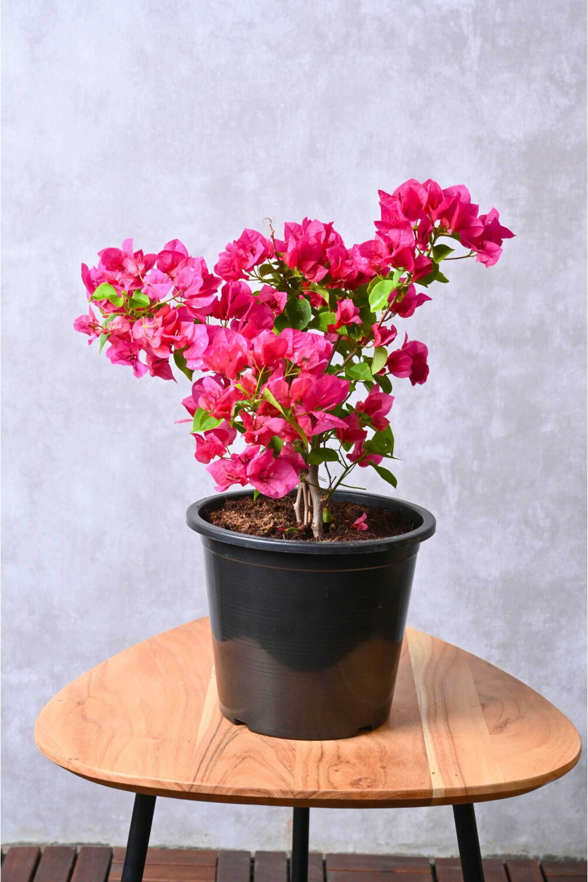 Outdoor Plant Bougainvillae Spectablis Bougainvillae Spectablis | Buy Bougainvillea Online