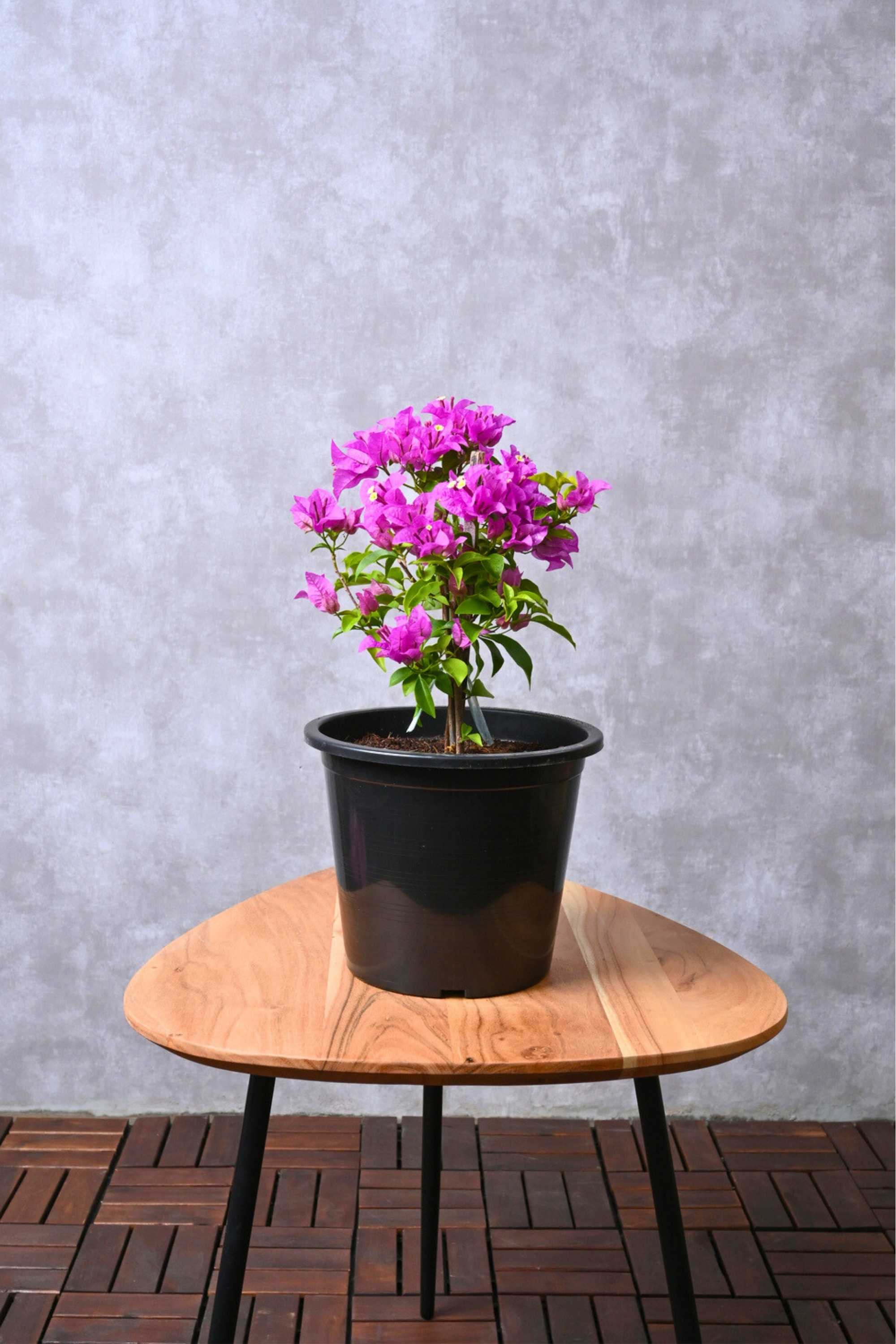 Outdoor Plant Bougainvillea Alexandra