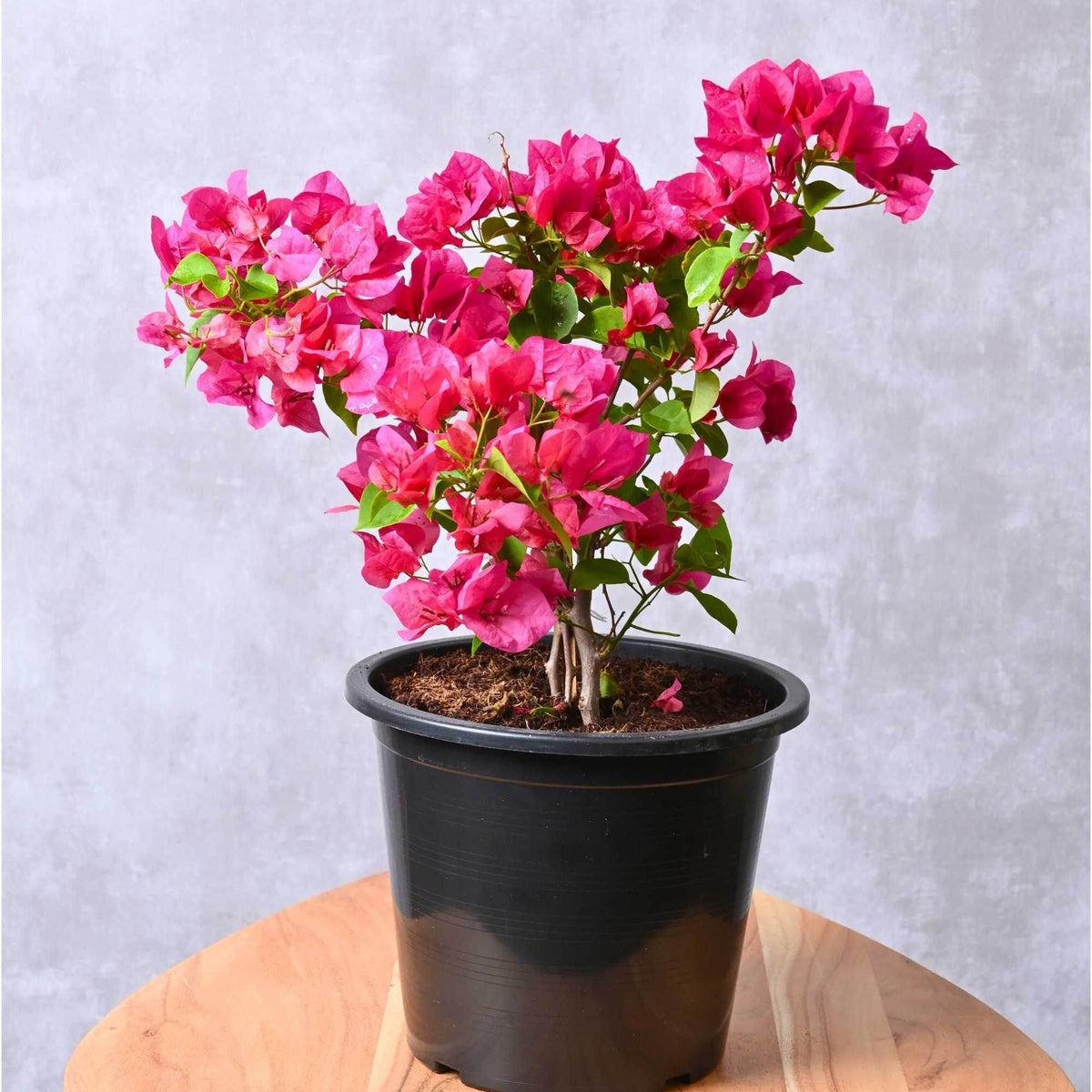 Bougainvillea Spp – Adplants