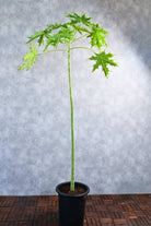 Outdoor Plant Carica Papaya Carica Papaya