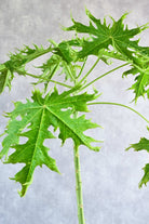 Outdoor Plant Carica Papaya Carica Papaya