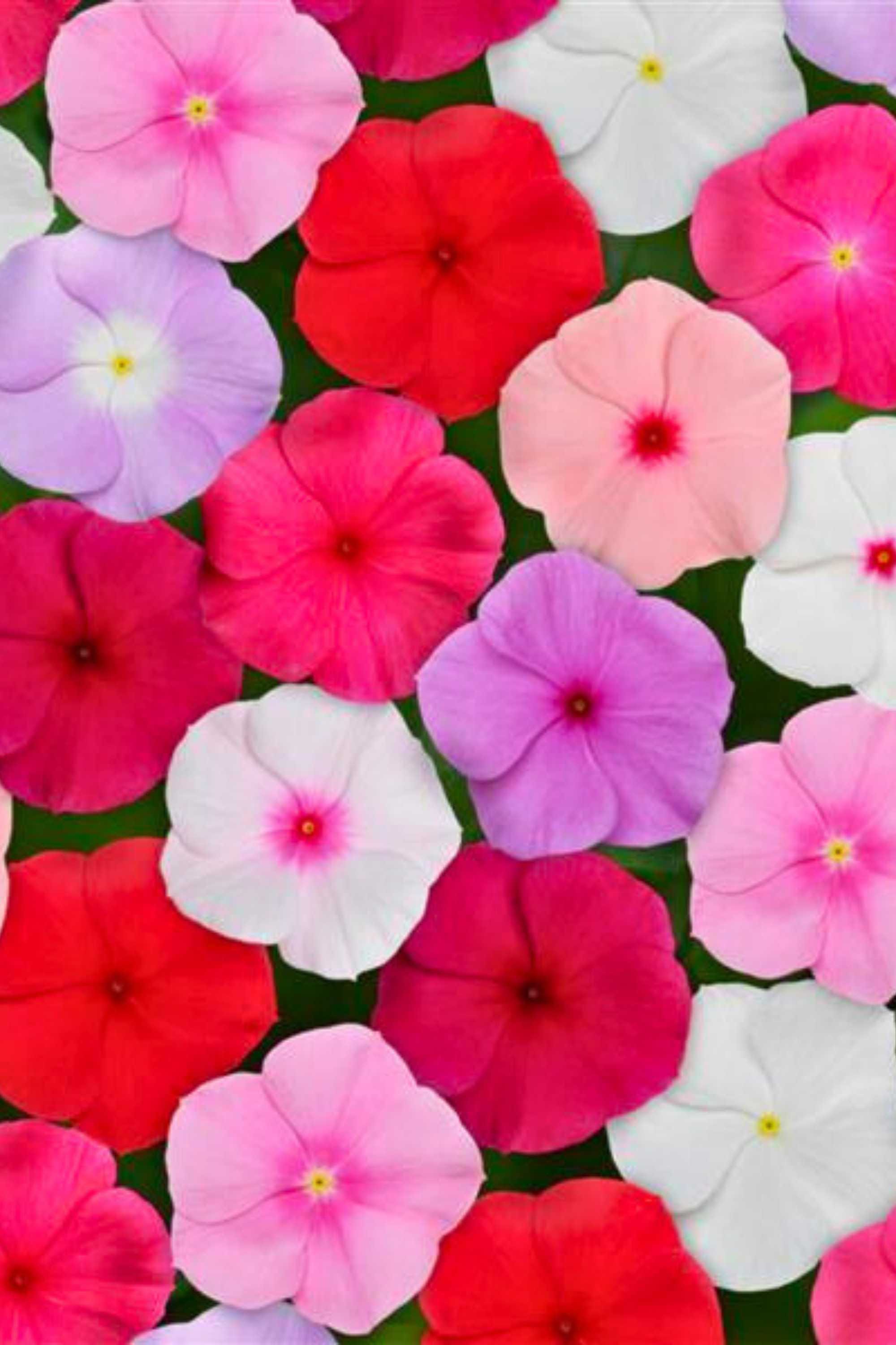 Outdoor Plant Catharanthus roseus Catharanthus roseus