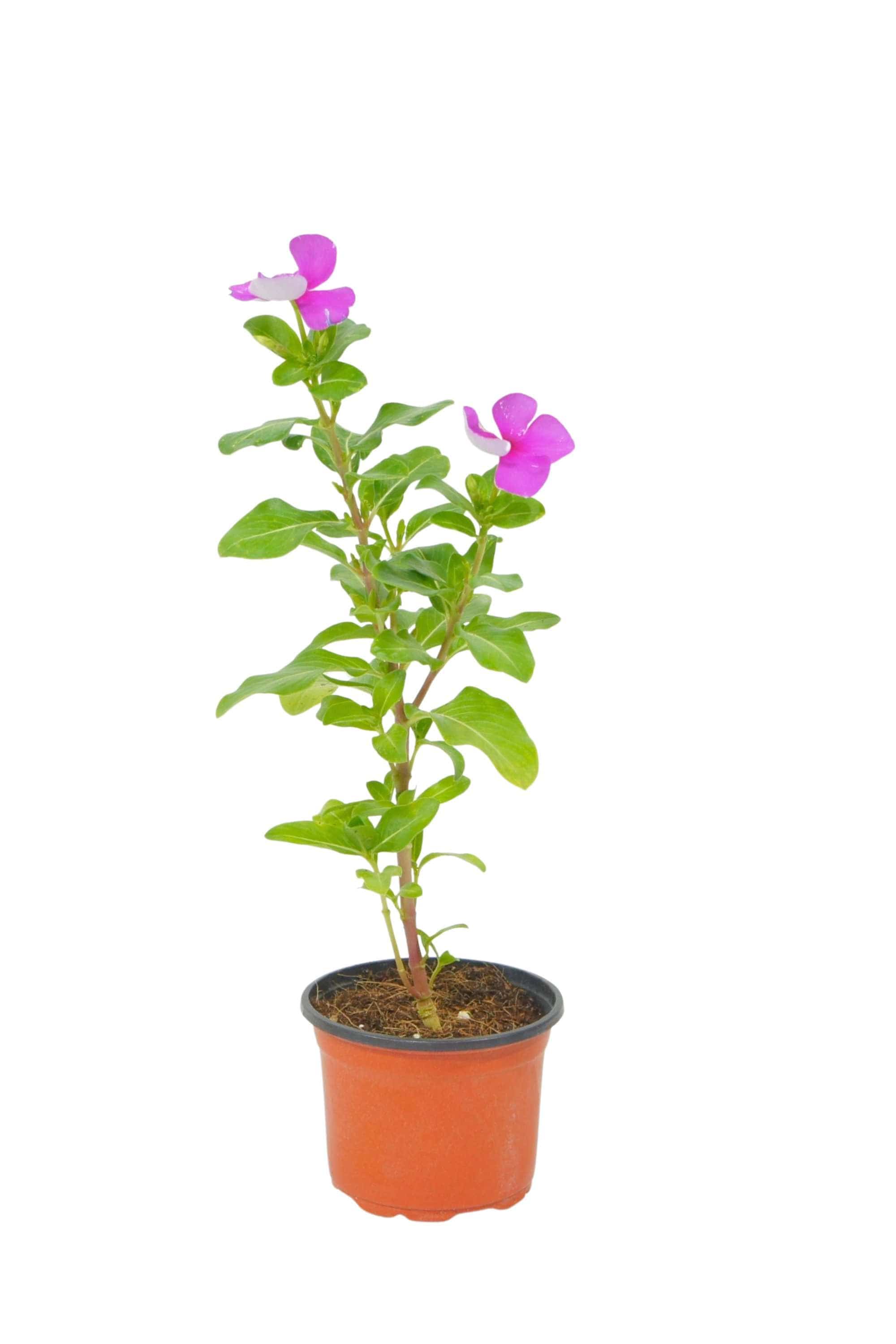 Outdoor Plant Catharanthus roseus Catharanthus roseus
