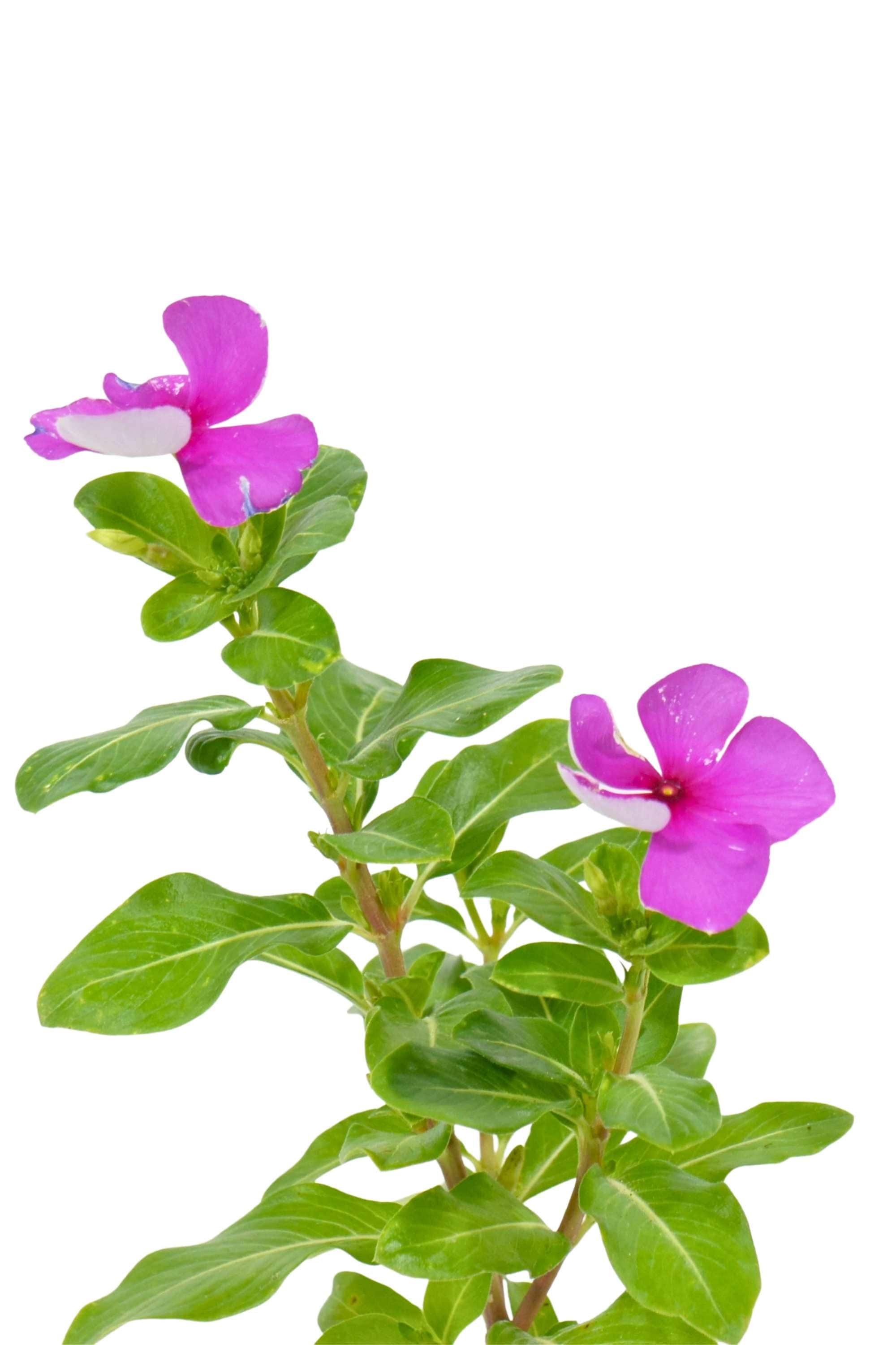Outdoor Plant Catharanthus roseus Catharanthus roseus