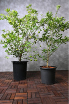 Outdoor Plant Citrus limon Citrus limon