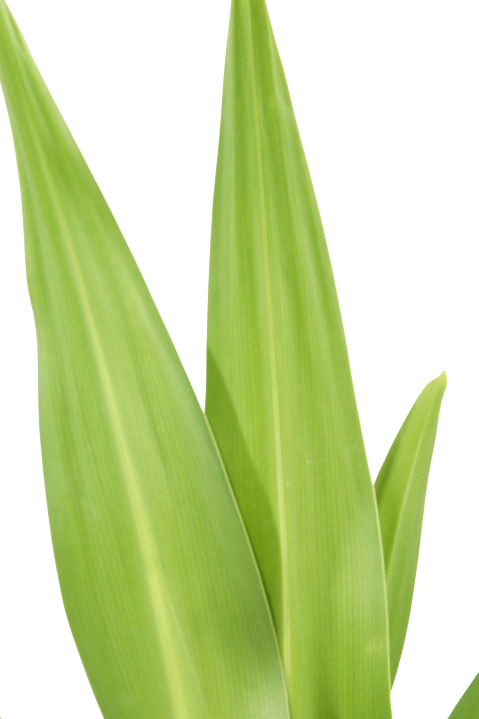 Outdoor Plant Crinum Asiaticum