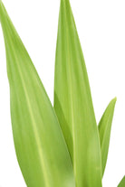 Outdoor Plant Crinum Asiaticum Crinum Asiaticum