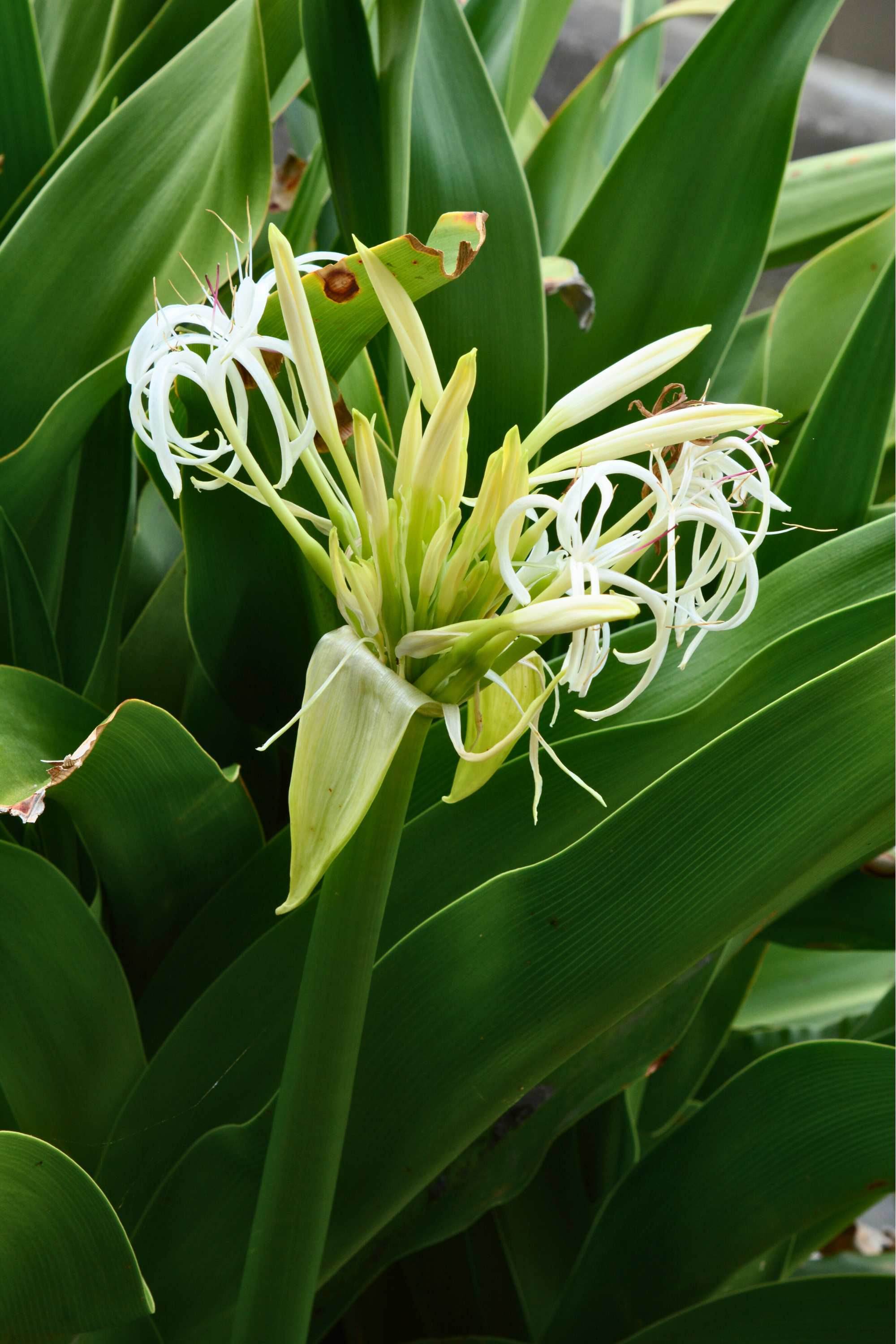 Outdoor Plant Crinum Asiaticum Crinum Asiaticum