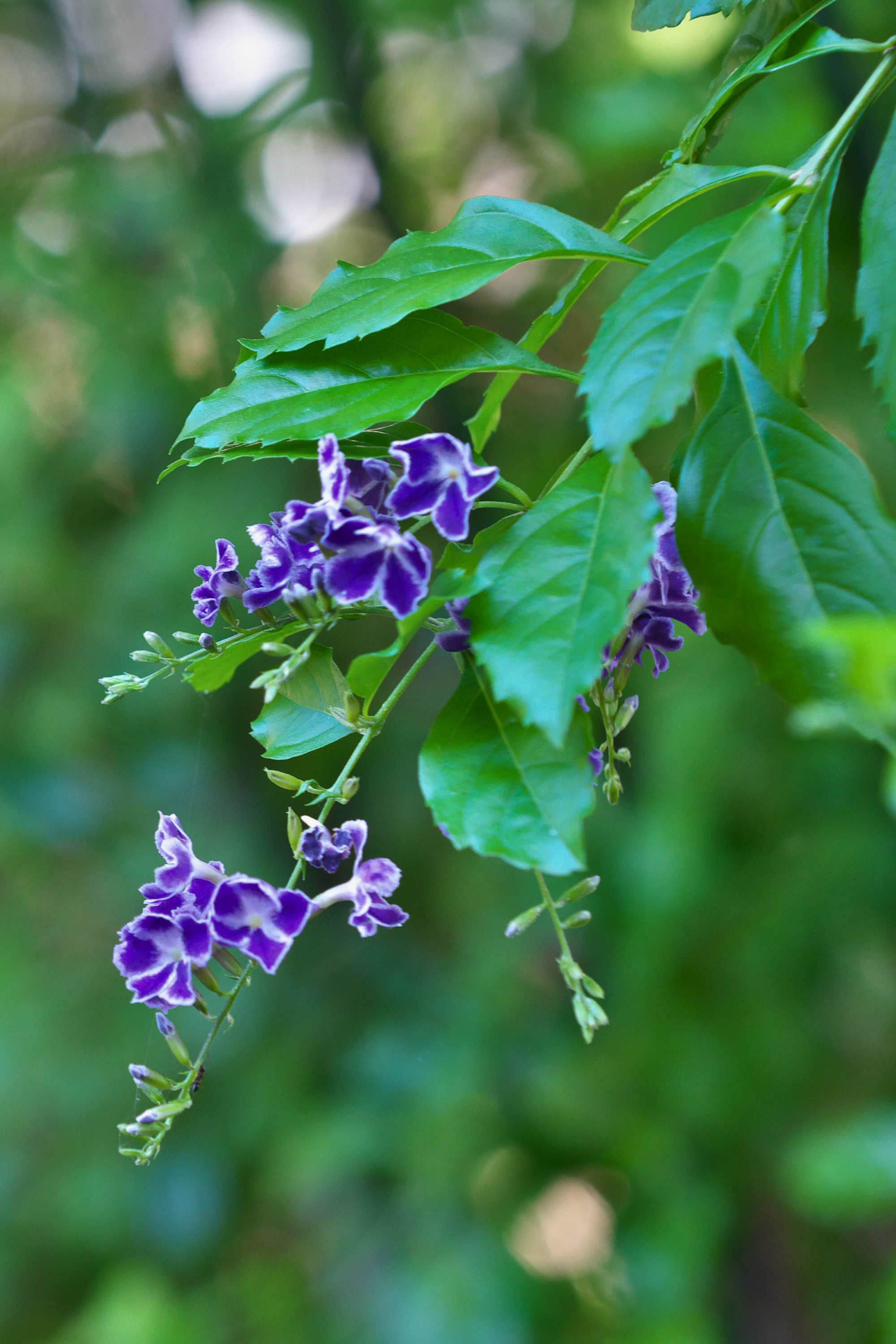 Outdoor Plant Duranta erecta Duranta erecta