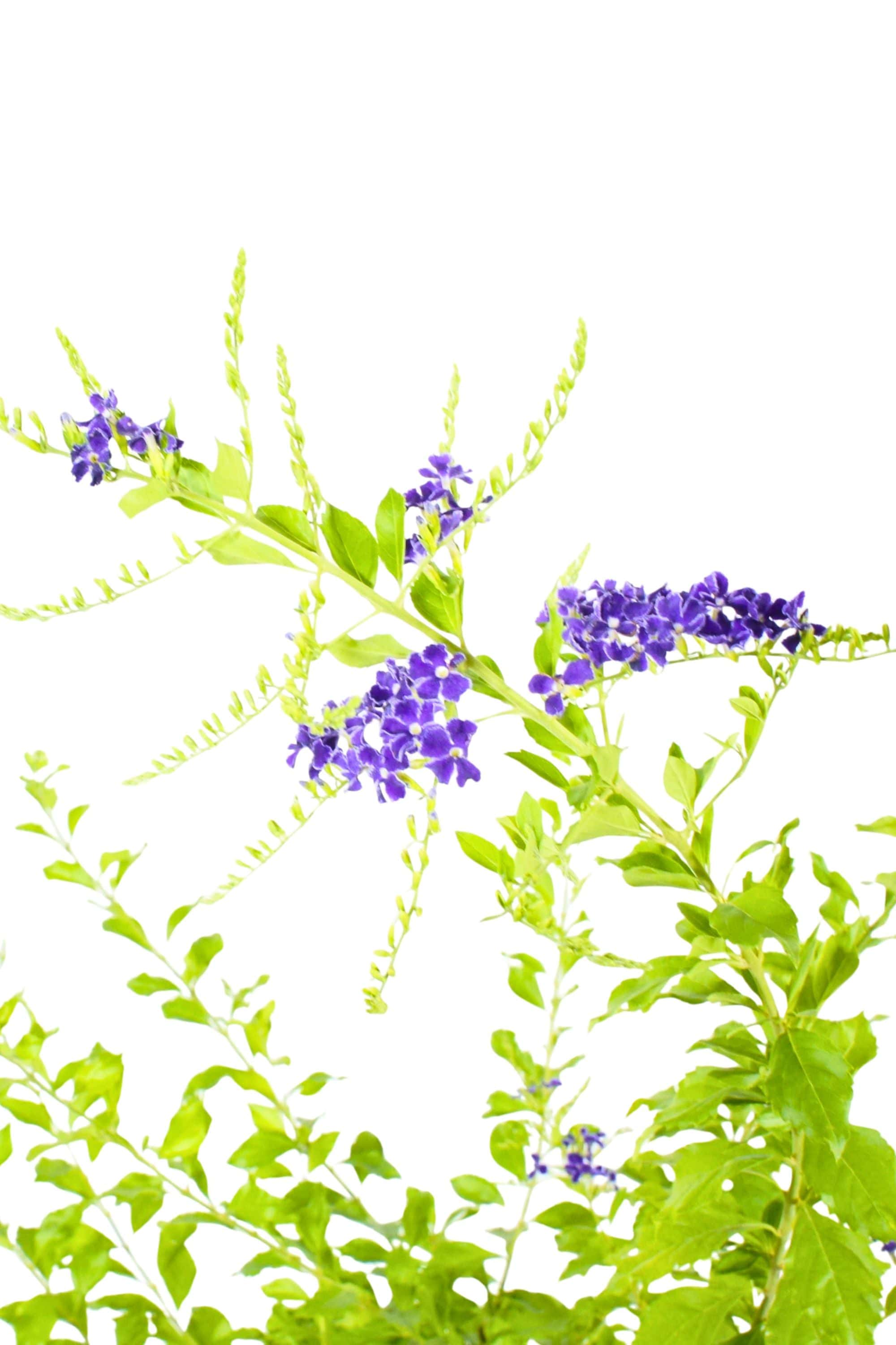 Outdoor Plant Duranta erecta Duranta erecta