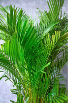 Outdoor Plant Dypsis lutescens - Outdoor Dypsis lutescens - Outdoor