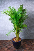 Outdoor Plant Dypsis lutescens - Outdoor Dypsis lutescens - Outdoor
