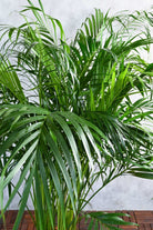 Outdoor Plant Dypsis lutescens - Outdoor Dypsis lutescens - Outdoor
