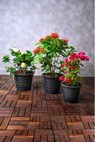 Outdoor Plant Exotic Flora Fusion - Gardenia Ixora Bougainvillea Exotic Flora Fusion - Gardenia Ixora Bougainvillea