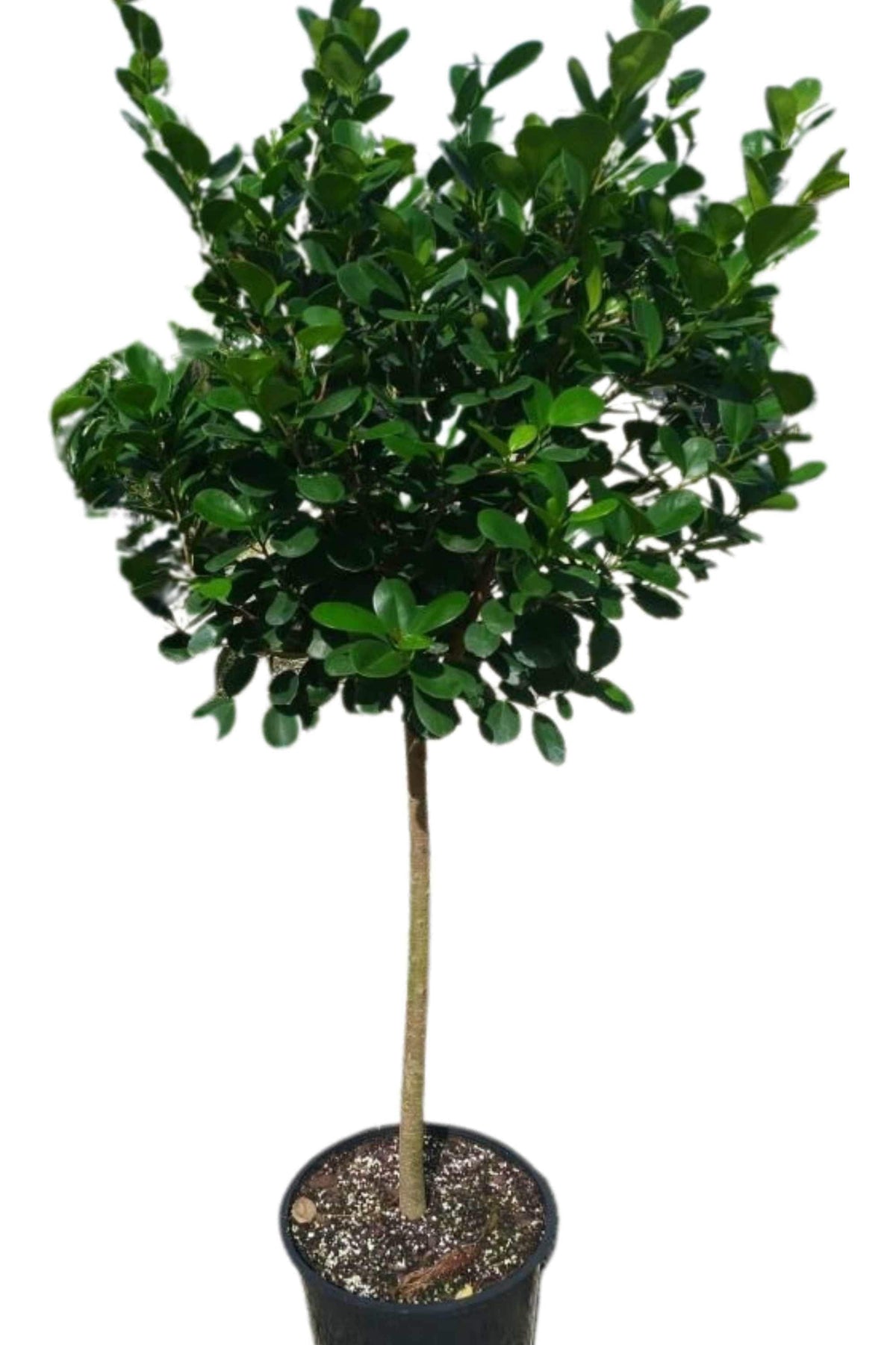 Ficus microcarpa – Adplants