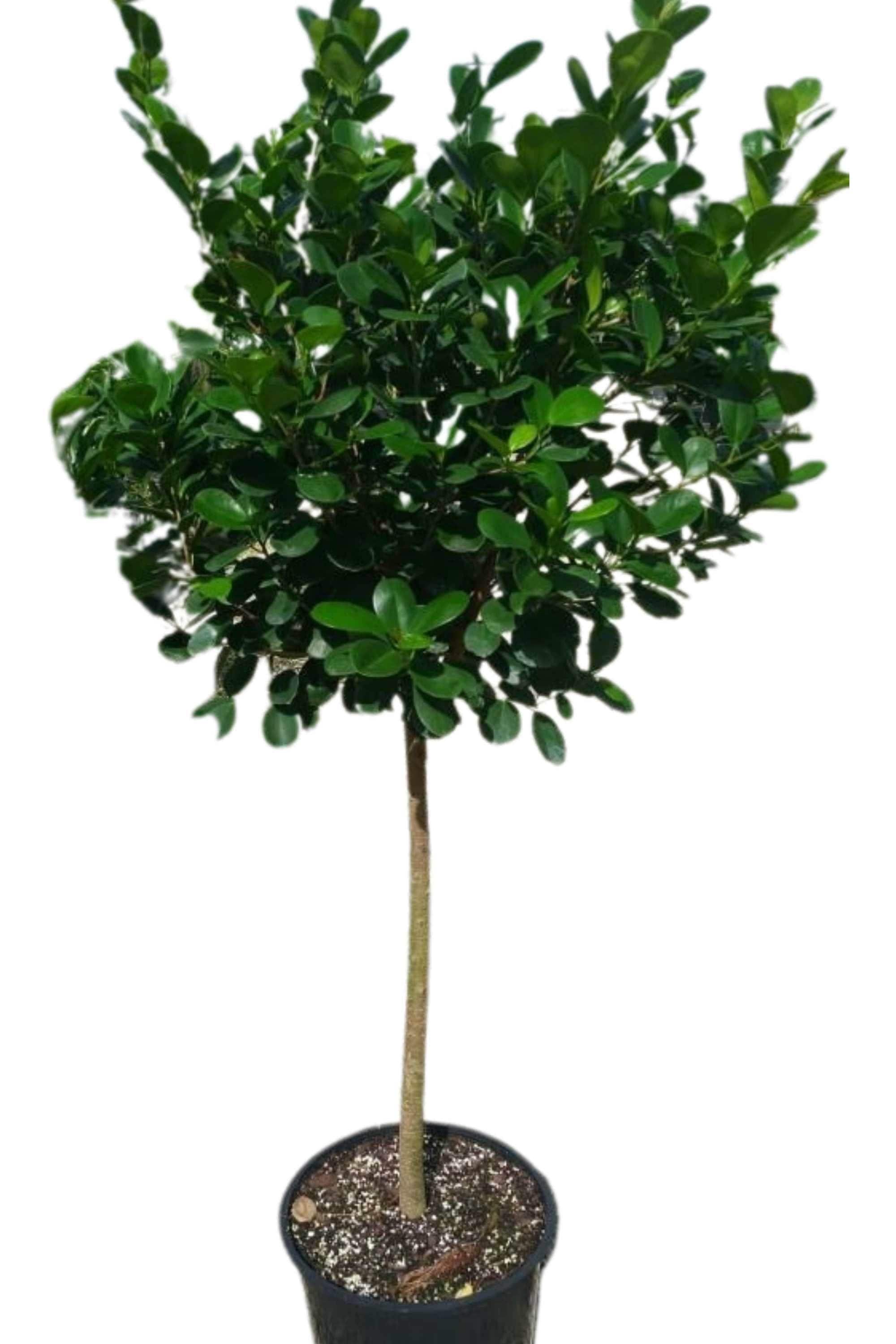Outdoor Plant Ficus microcarpa Ficus microcarpa