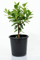 Outdoor Plant Ficus microcarpa Ficus microcarpa