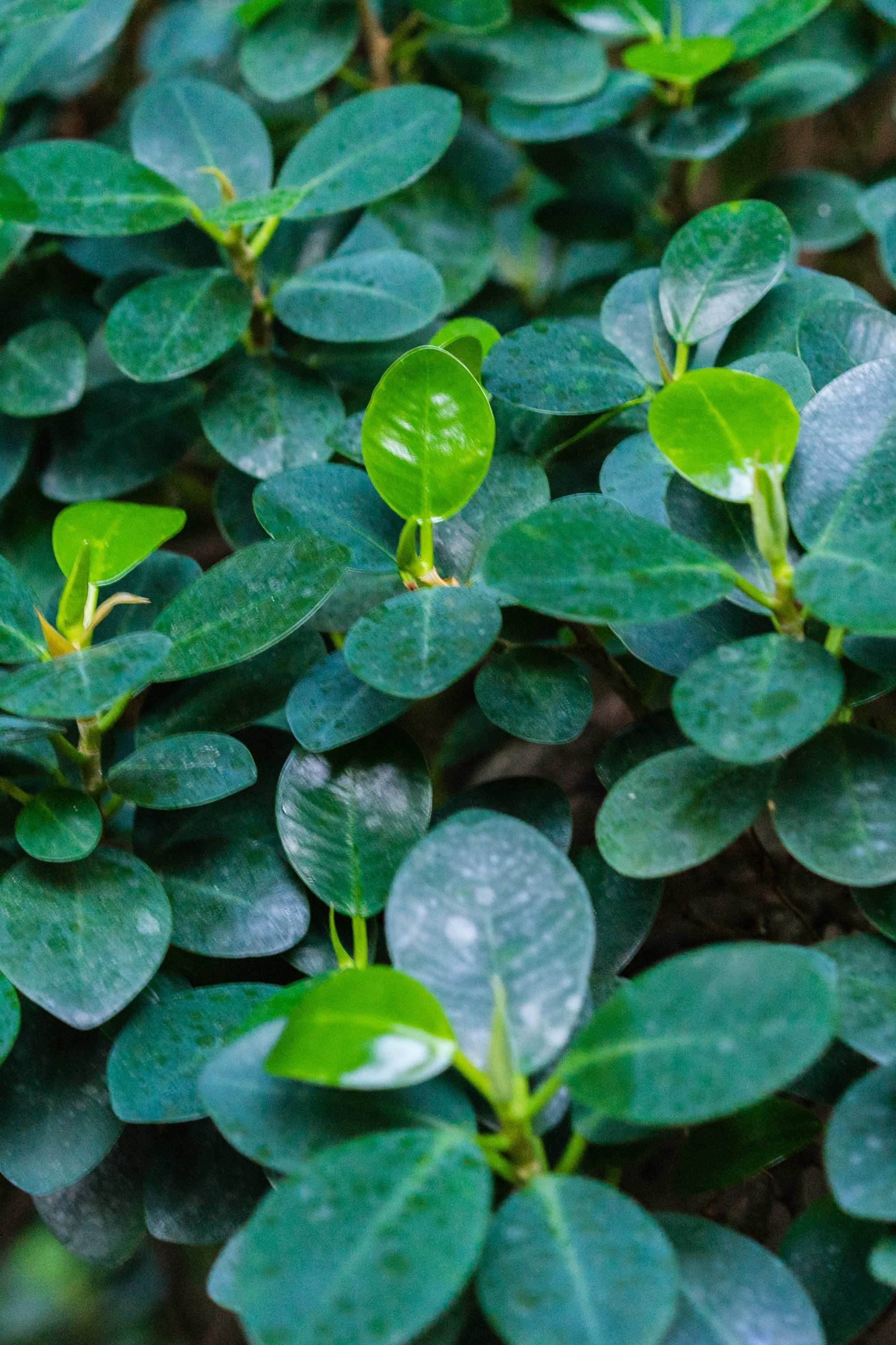 Outdoor Plant Ficus microcarpa Ficus microcarpa