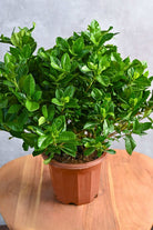 Outdoor Plant Gardenia Jasminoides Outdoor Gardenia Jasminoides Outdoor