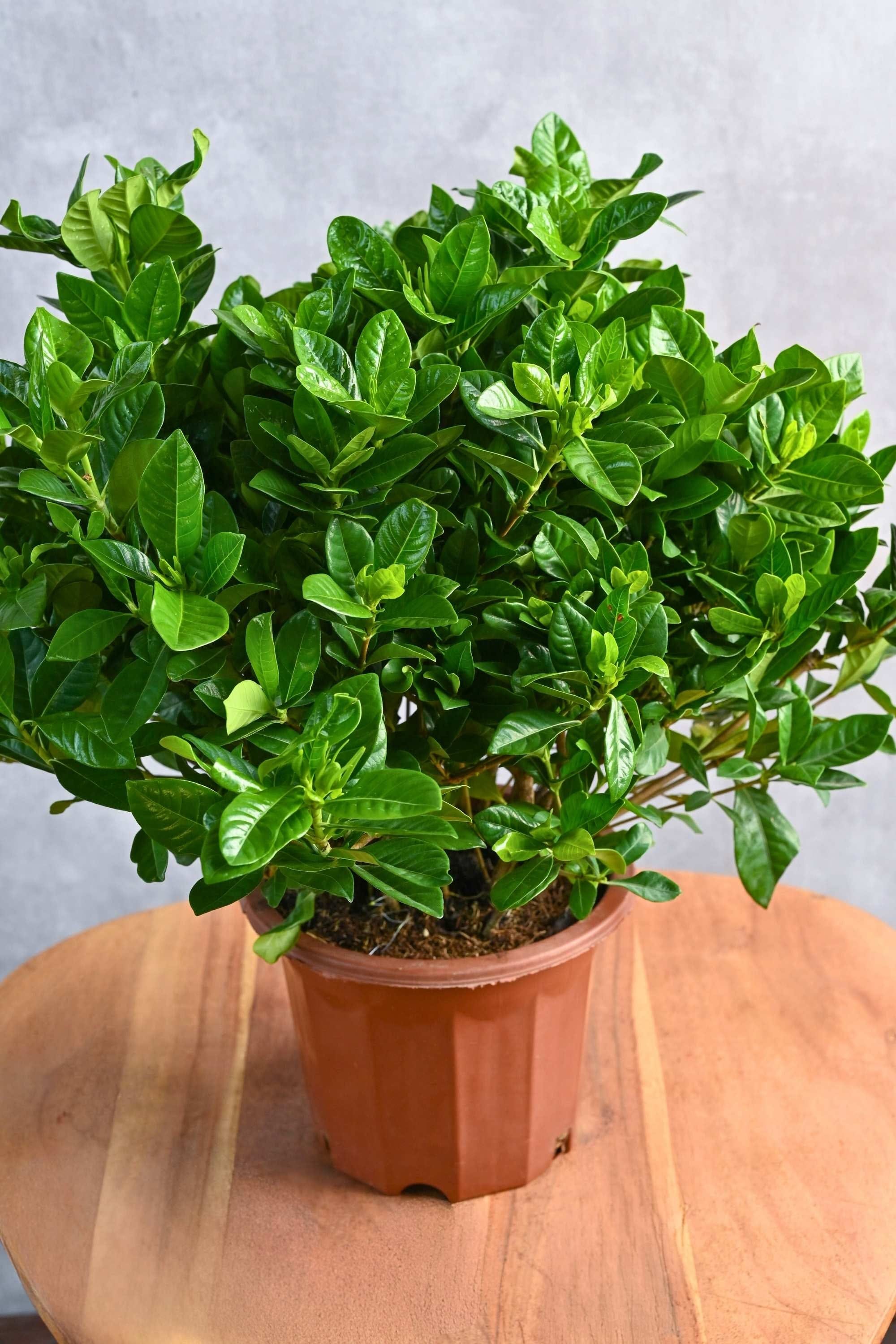 Outdoor Plant Gardenia Jasminoides Outdoor Gardenia Jasminoides Outdoor