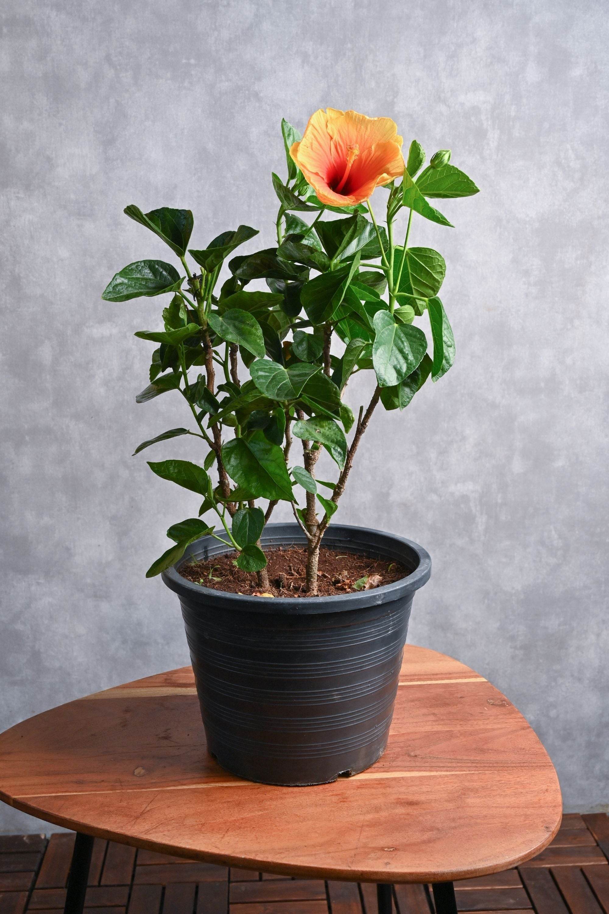 Outdoor Plant Hibiscus rosa-sinensis Hibiscus rosa-sinensis