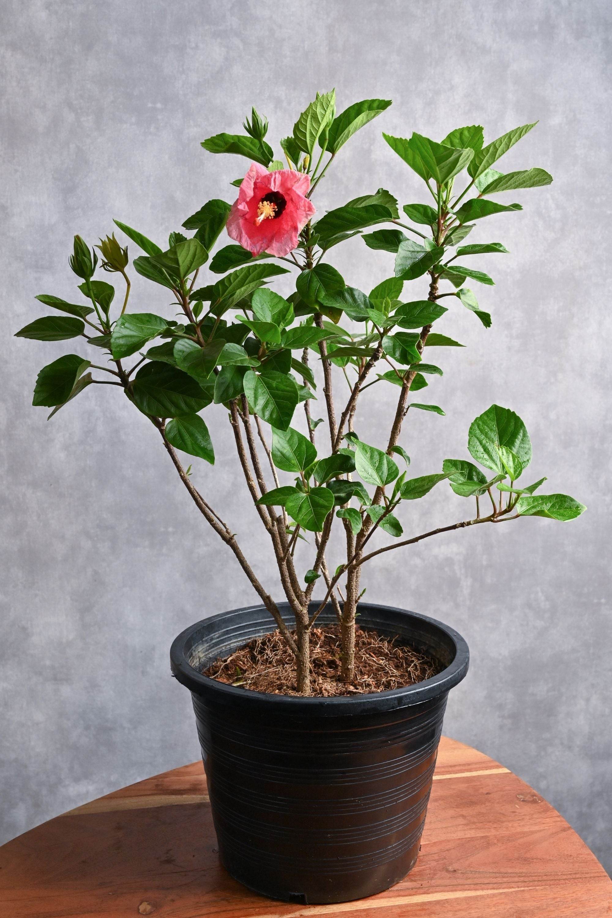 Outdoor Plant Hibiscus rosa-sinensis Hibiscus rosa-sinensis
