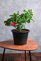 Outdoor Plant Hibiscus rosa-sinensis Hibiscus rosa-sinensis