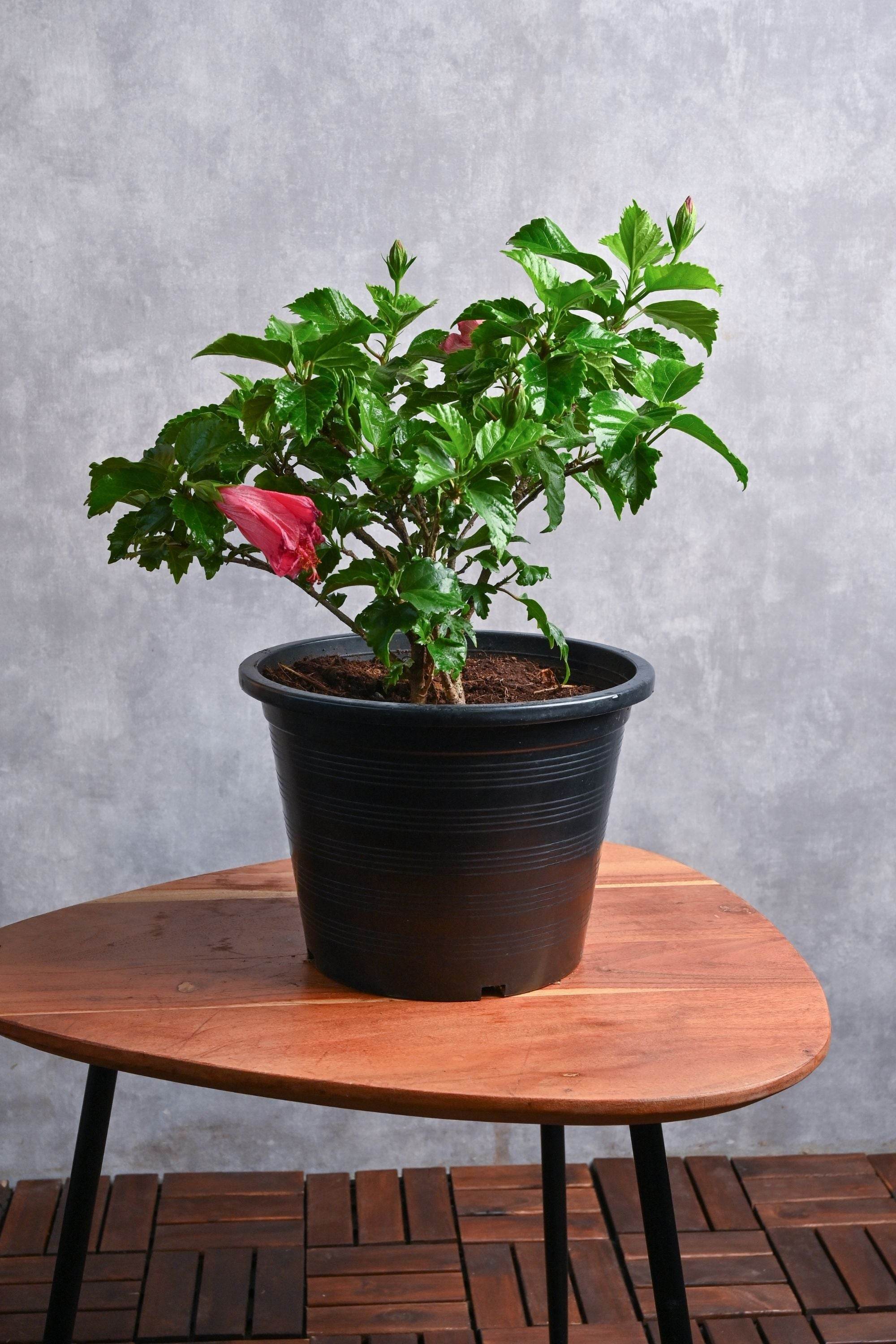 Outdoor Plant Hibiscus rosa-sinensis Hibiscus rosa-sinensis