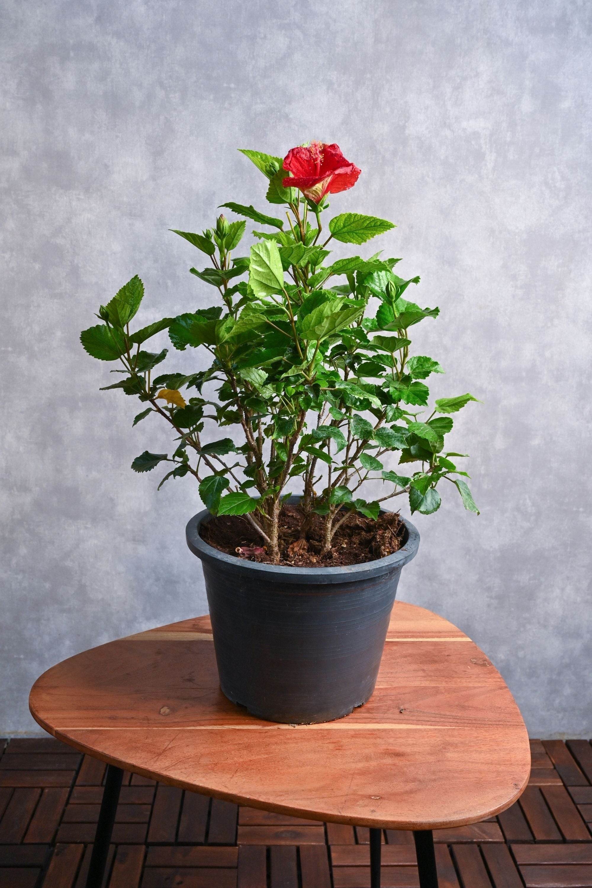 Outdoor Plant Hibiscus rosa-sinensis Hibiscus rosa-sinensis