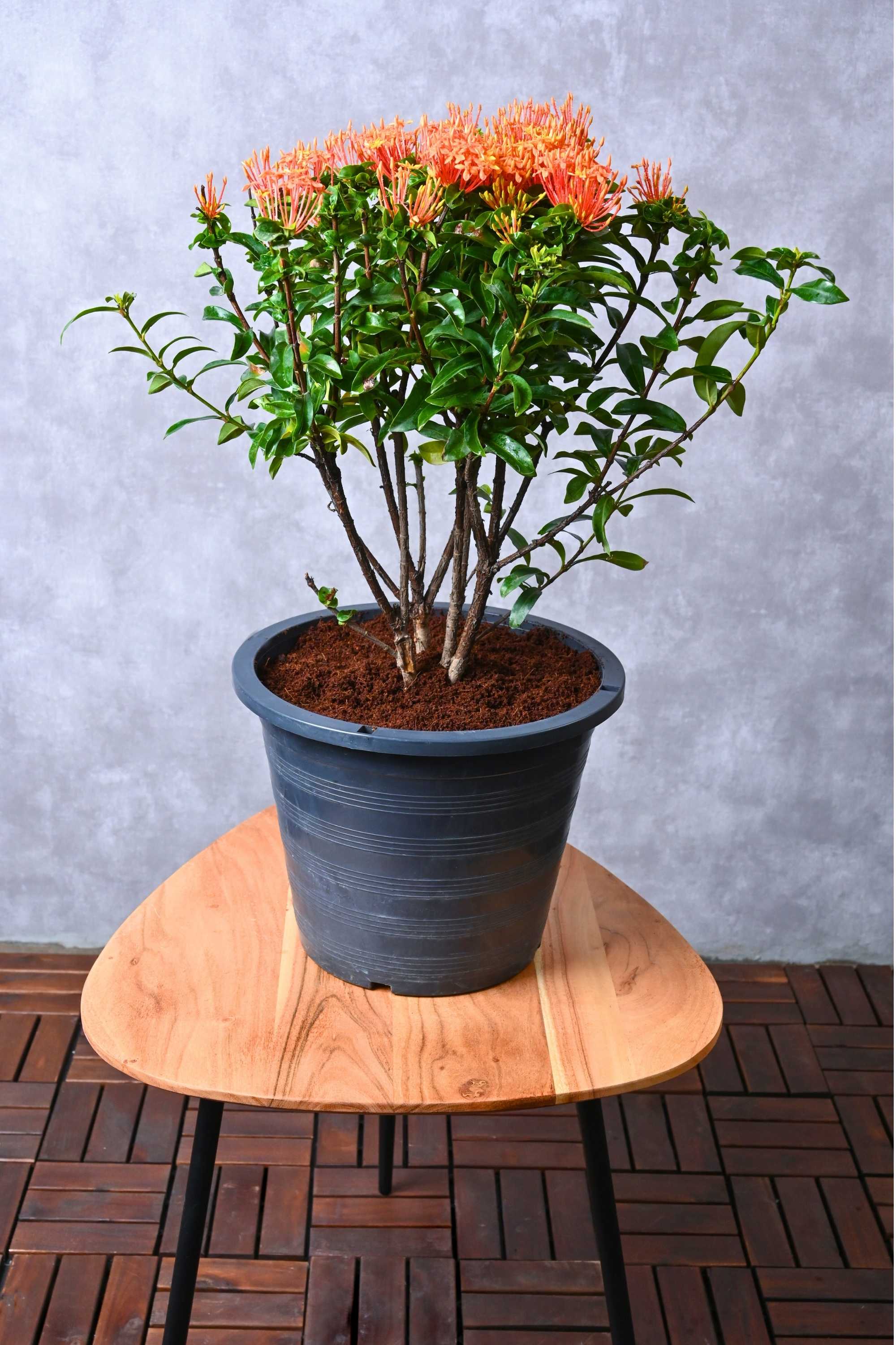 Outdoor Plant Ixora Chinensis (Chinese Ixora)