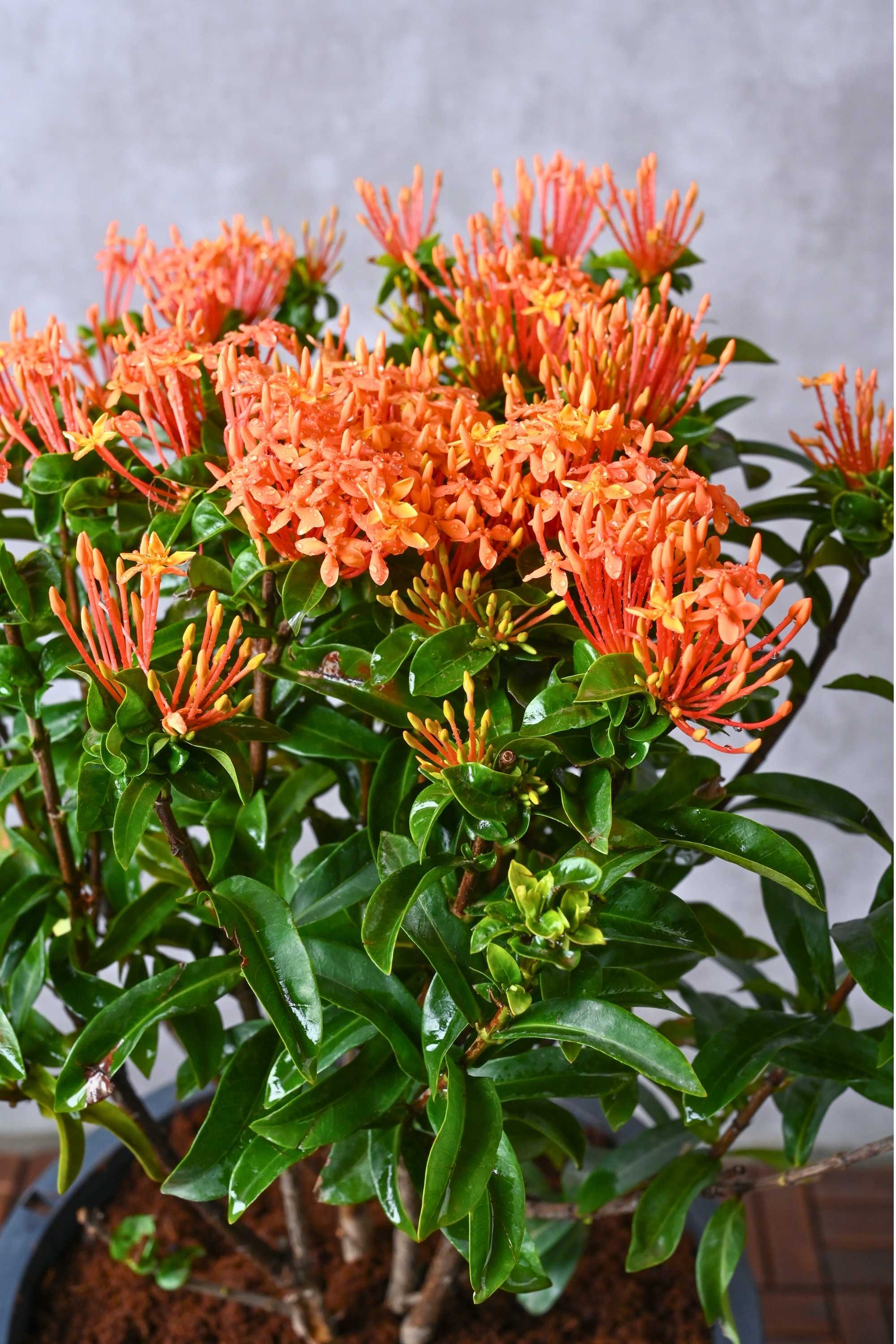 Outdoor Plant Ixora Chinensis (Chinese Ixora)