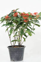 Outdoor Plant Ixora Coccinea Ixora Coccinea