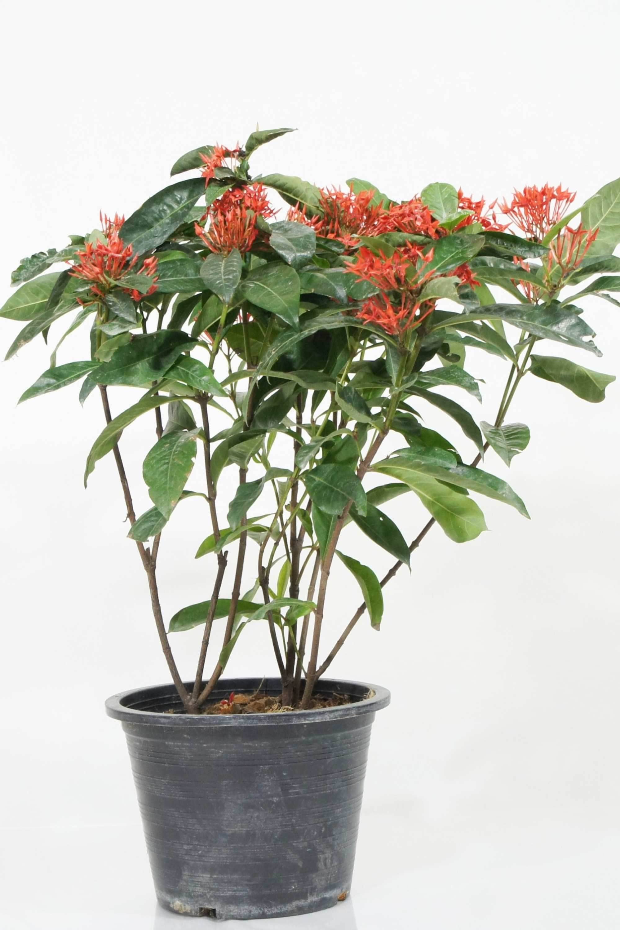 Outdoor Plant Ixora Coccinea Ixora Coccinea