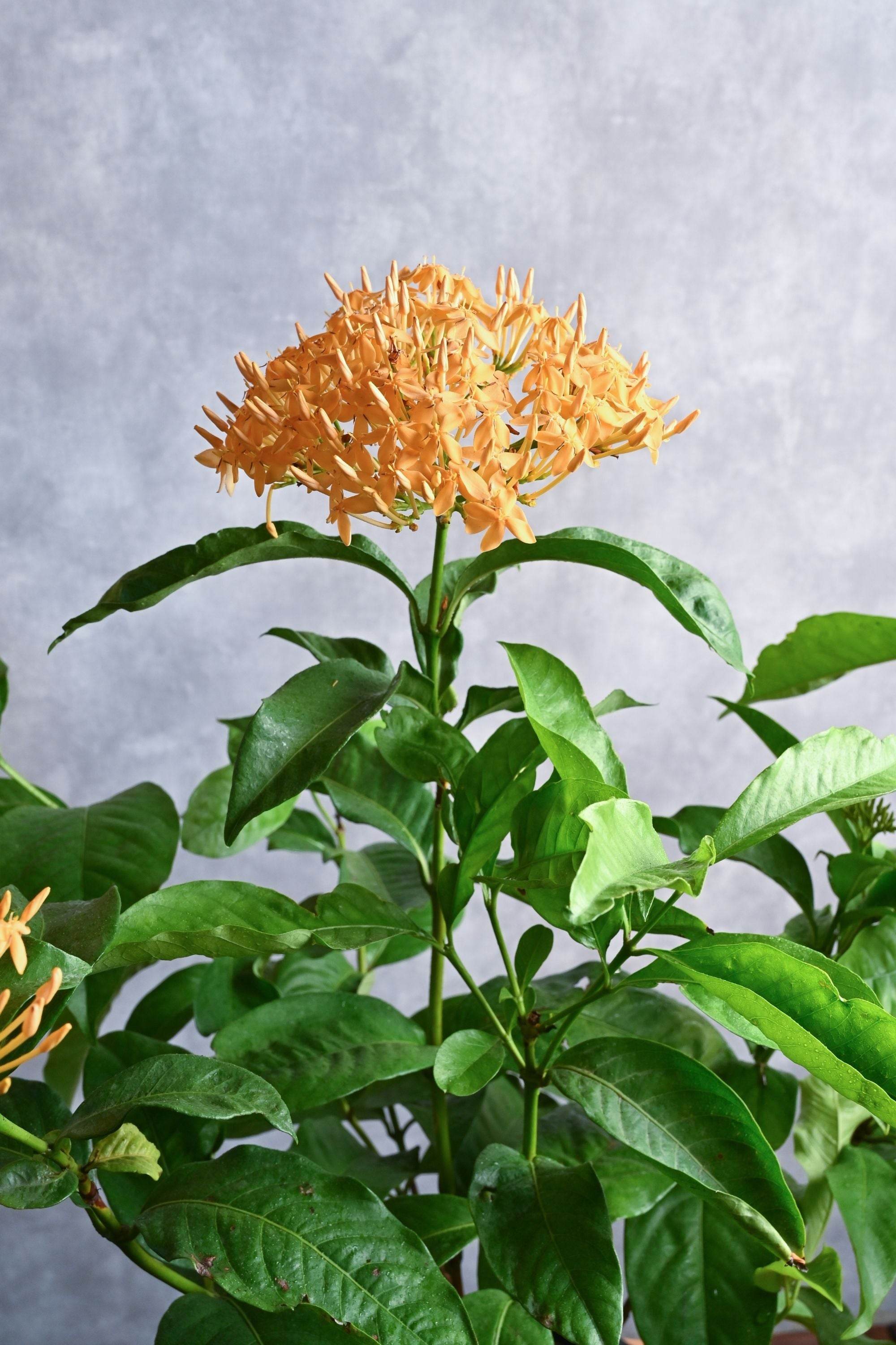 Outdoor Plant Ixora Coccinea Ixora Coccinea