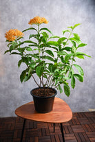 Outdoor Plant Ixora Coccinea Ixora Coccinea