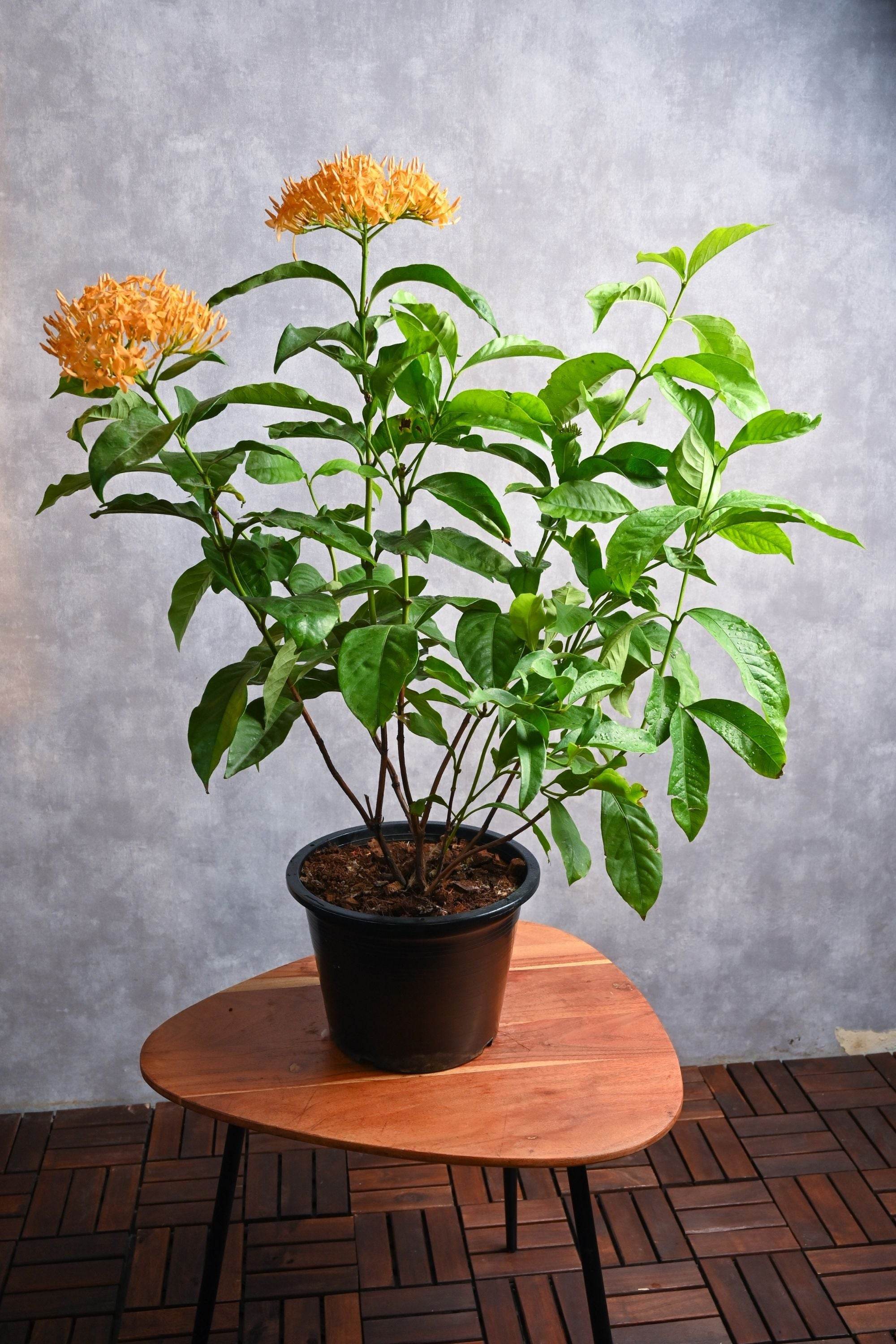 Outdoor Plant Ixora Coccinea Ixora Coccinea