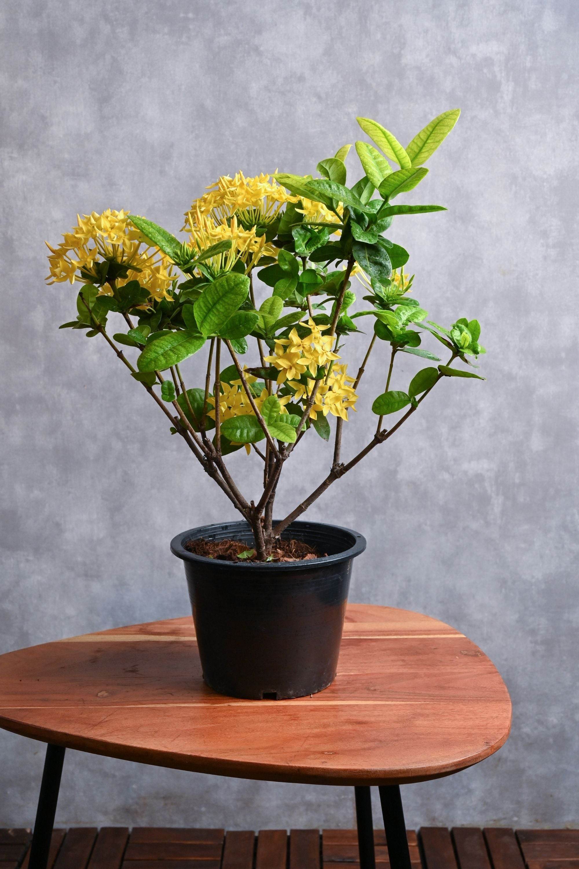 Outdoor Plant Ixora Coccinea Ixora Coccinea