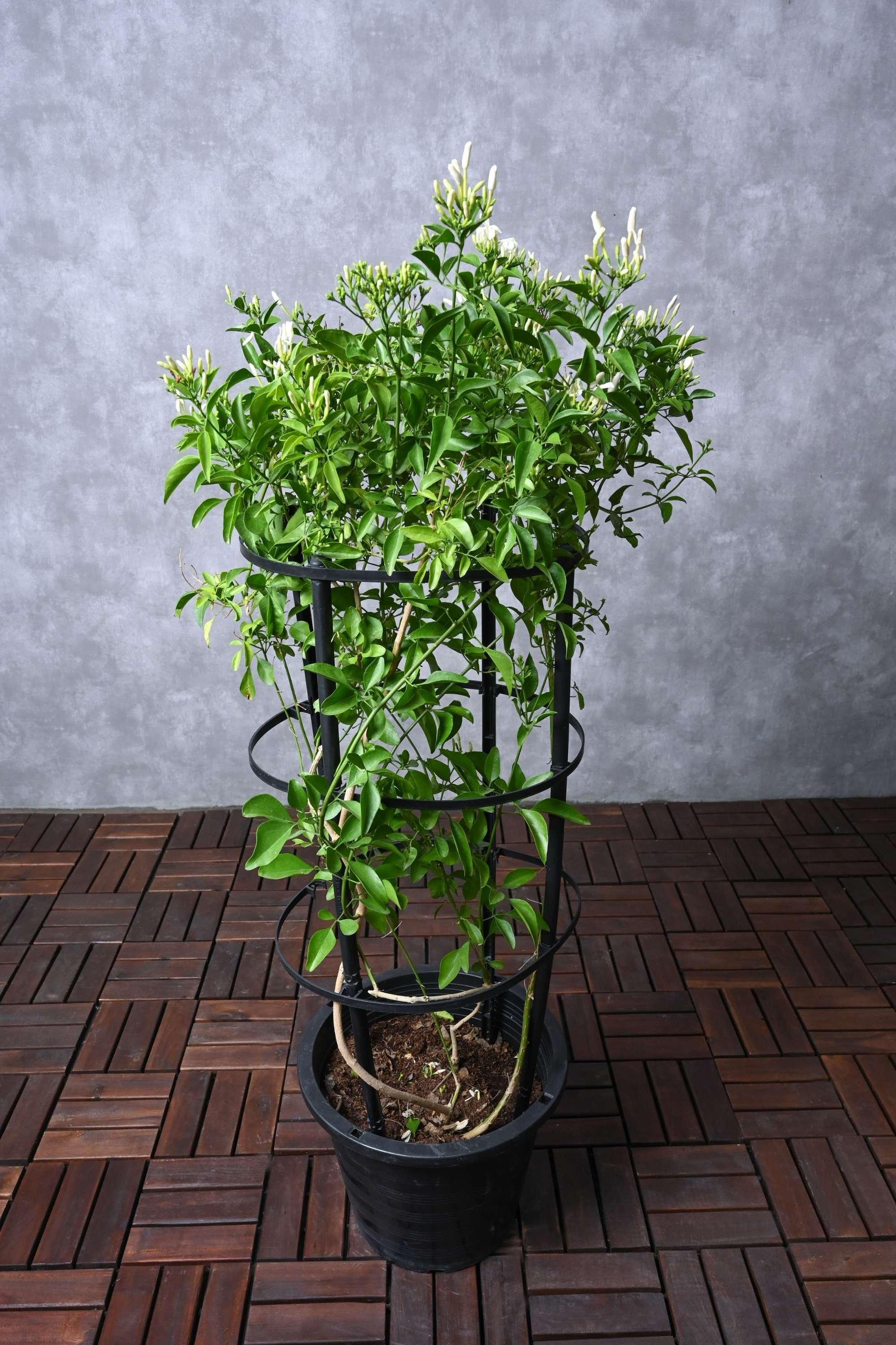 Outdoor Plant Jasminum Grandiflorum