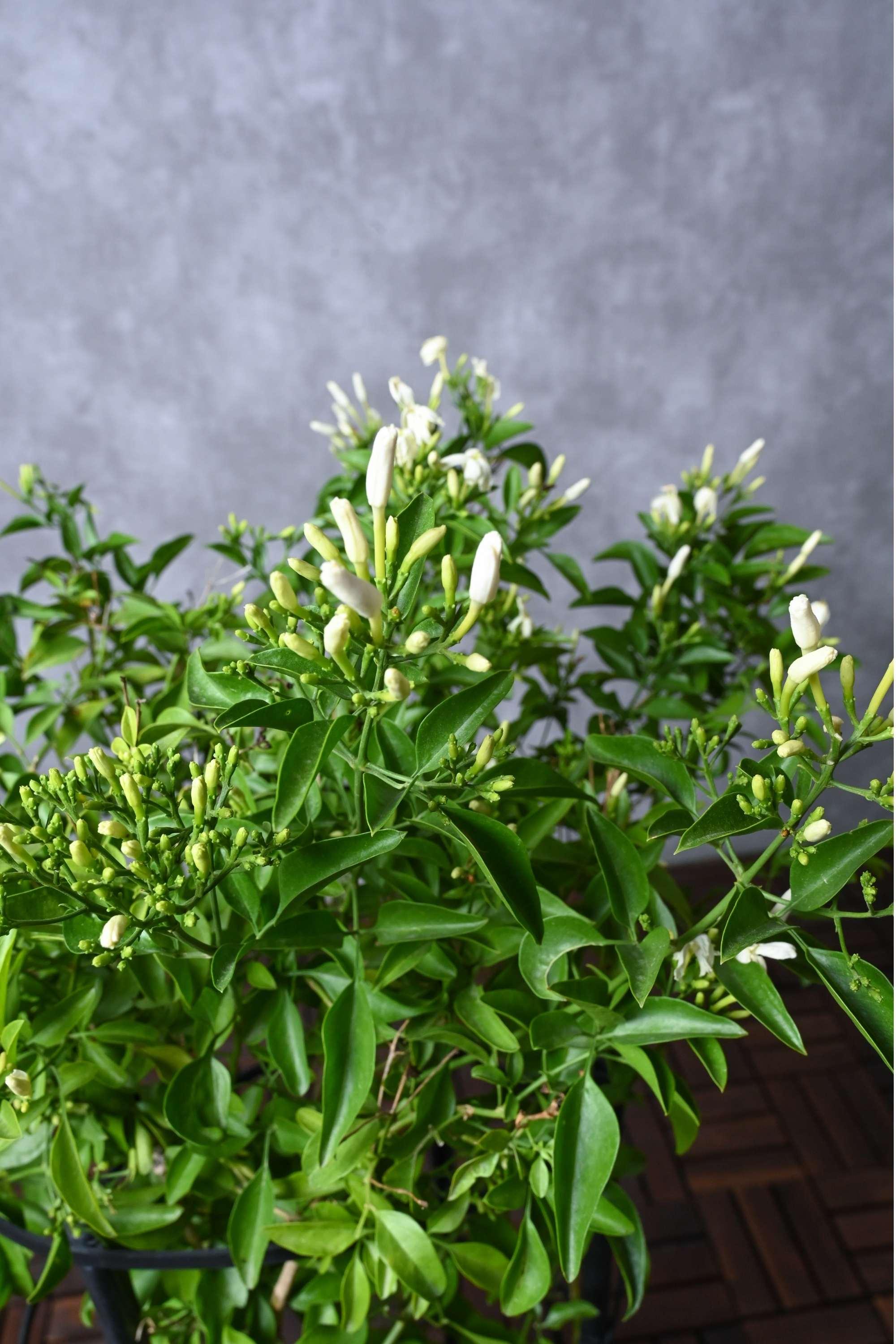 Outdoor Plant Jasminum Grandiflorum